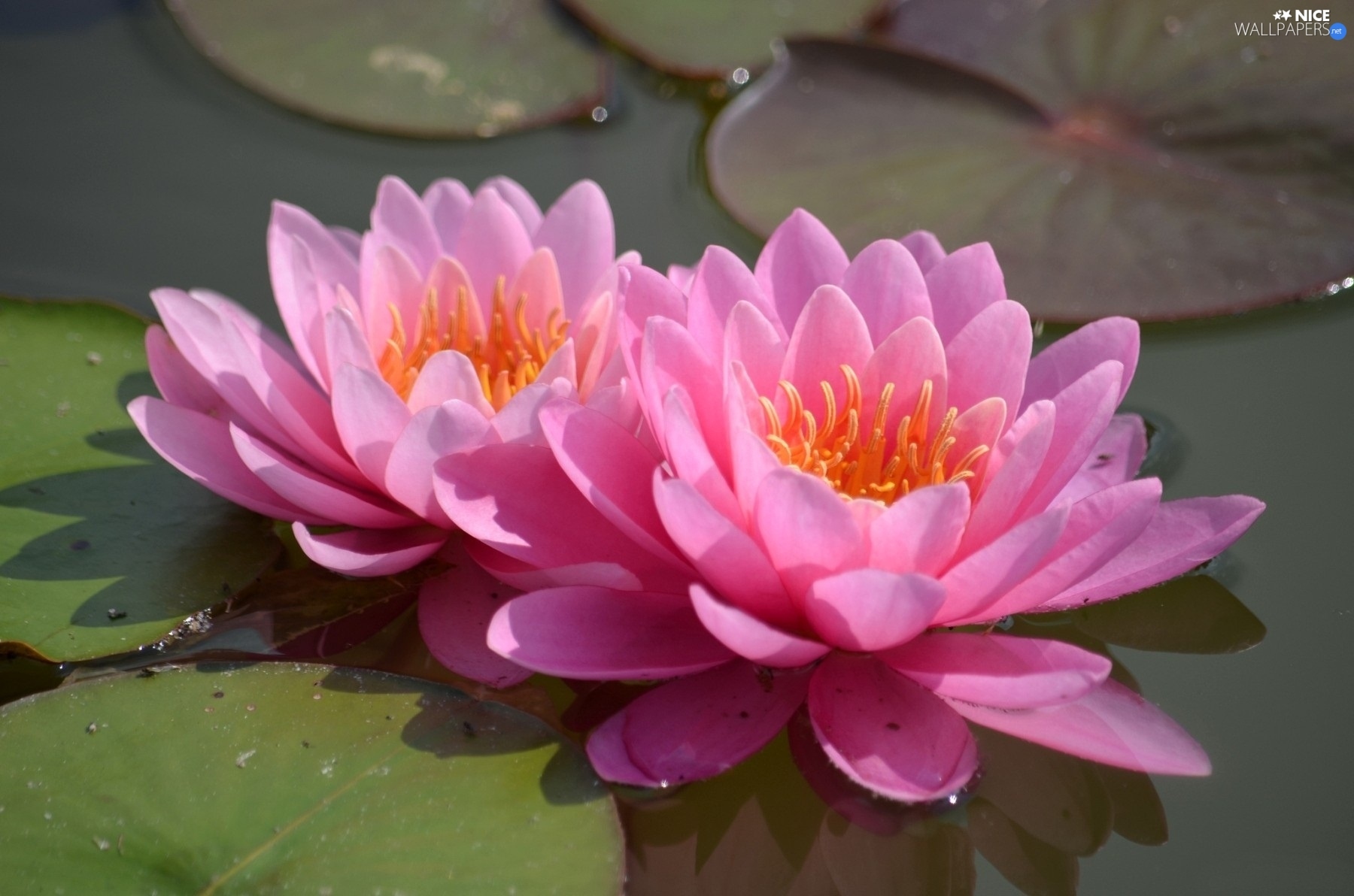 water, Pink, lilies