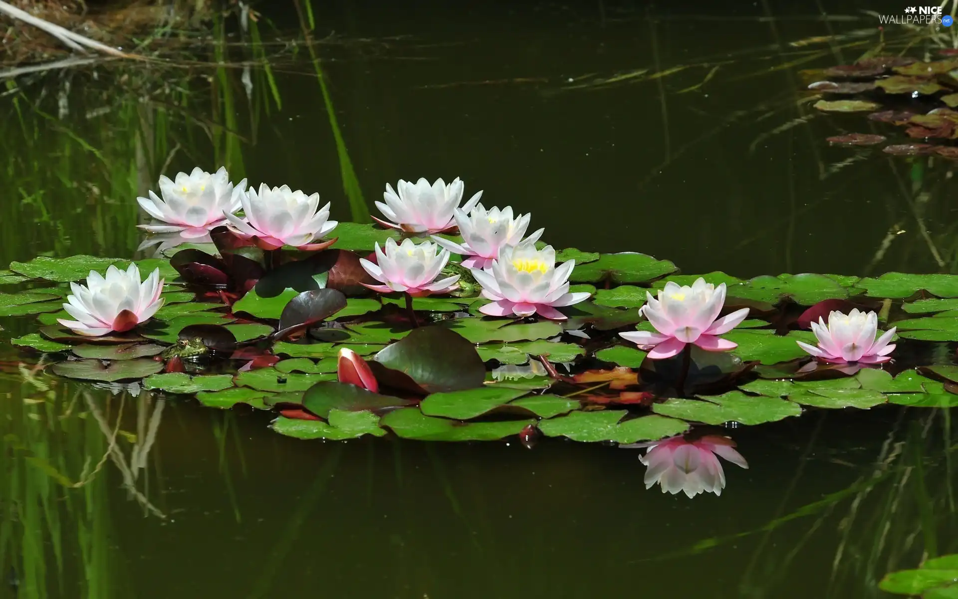 Lily, water