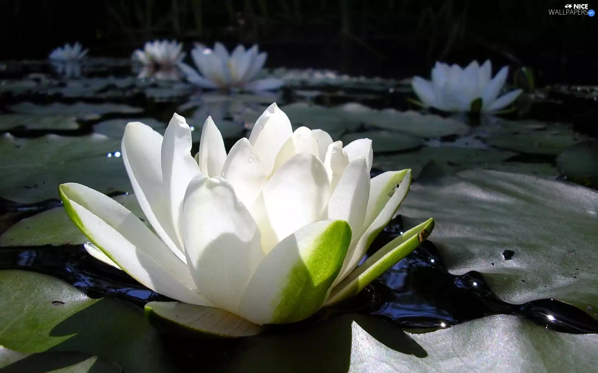 water, White, Lily