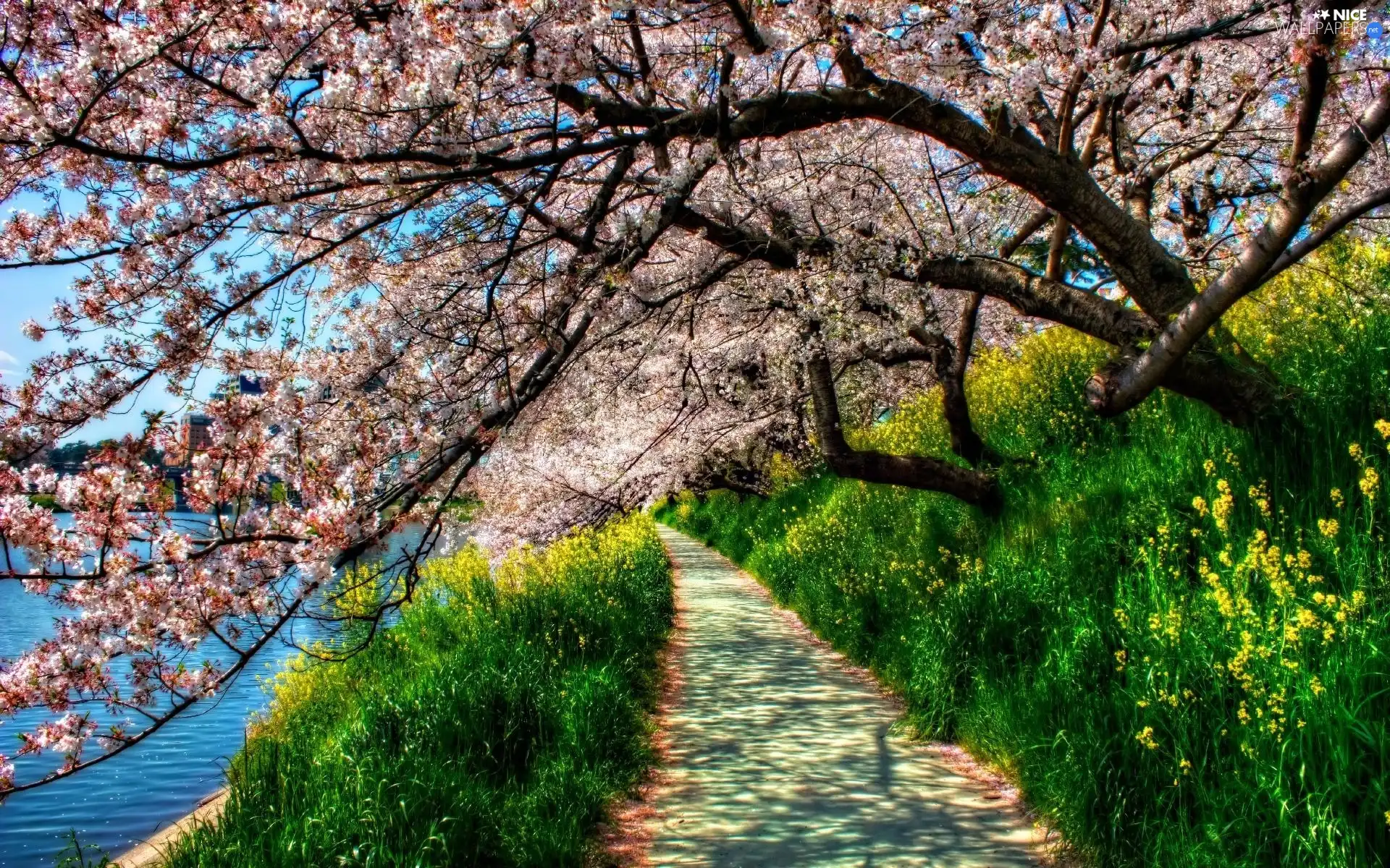 water, Path, trees, viewes, flourishing