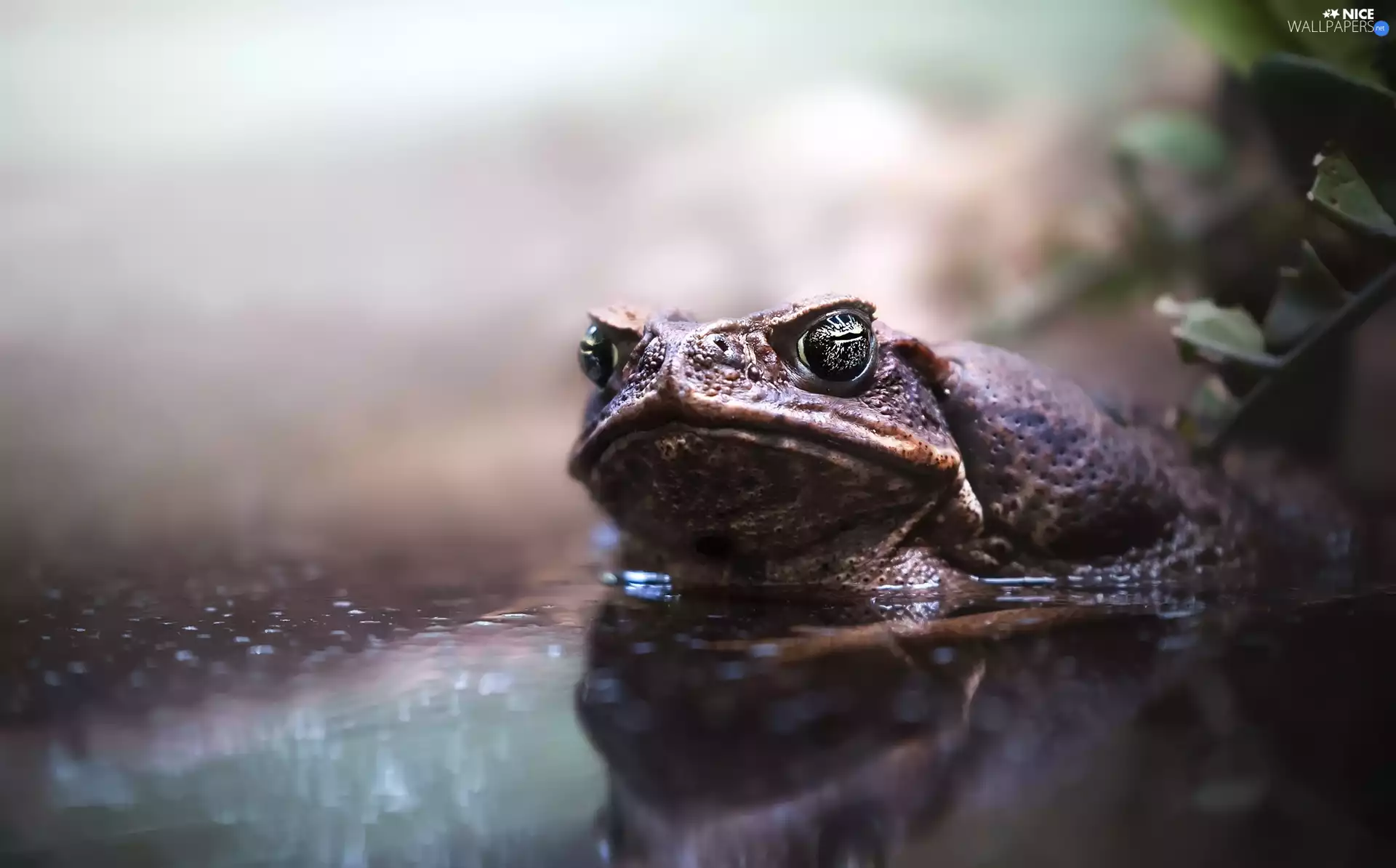 Plants, strange frog, water
