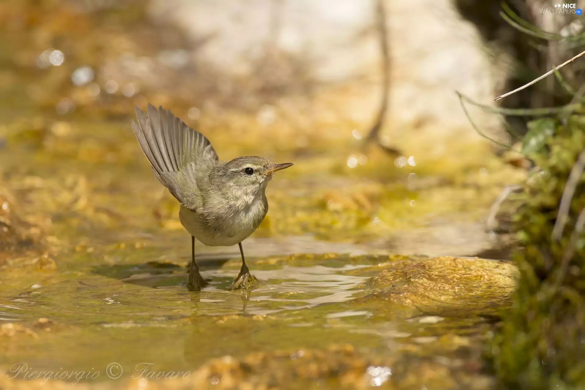 water, Bird, primrose