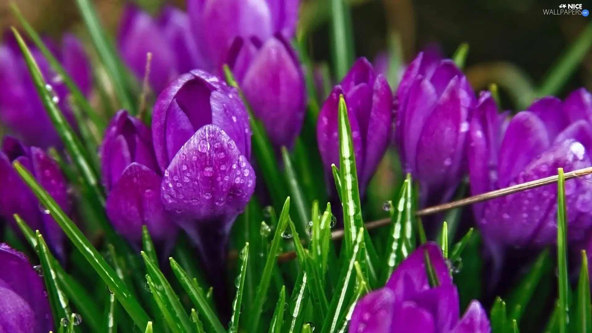 purple, drops, water, crocuses