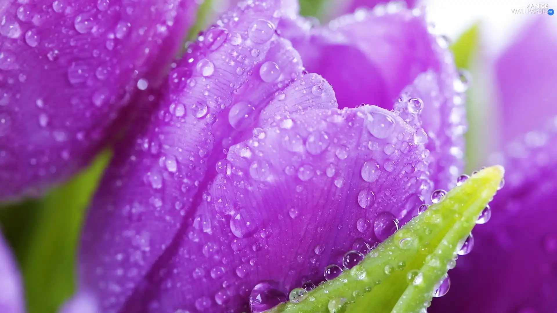 purple, drops, water, Tulips