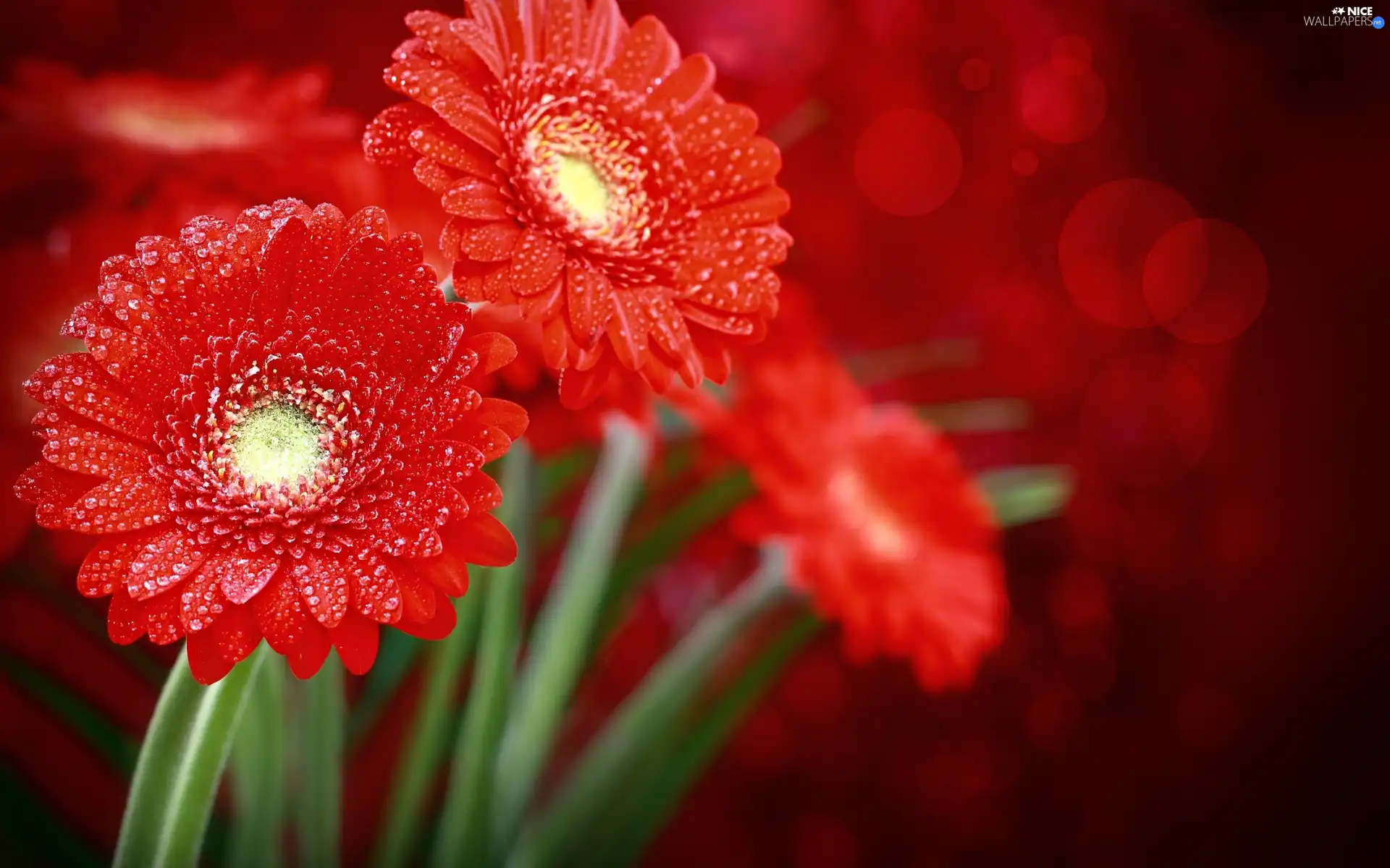 Red, drops, water, gerberas