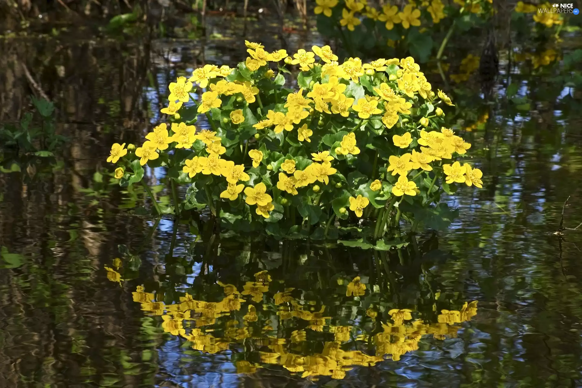 water, marigolds, reflection