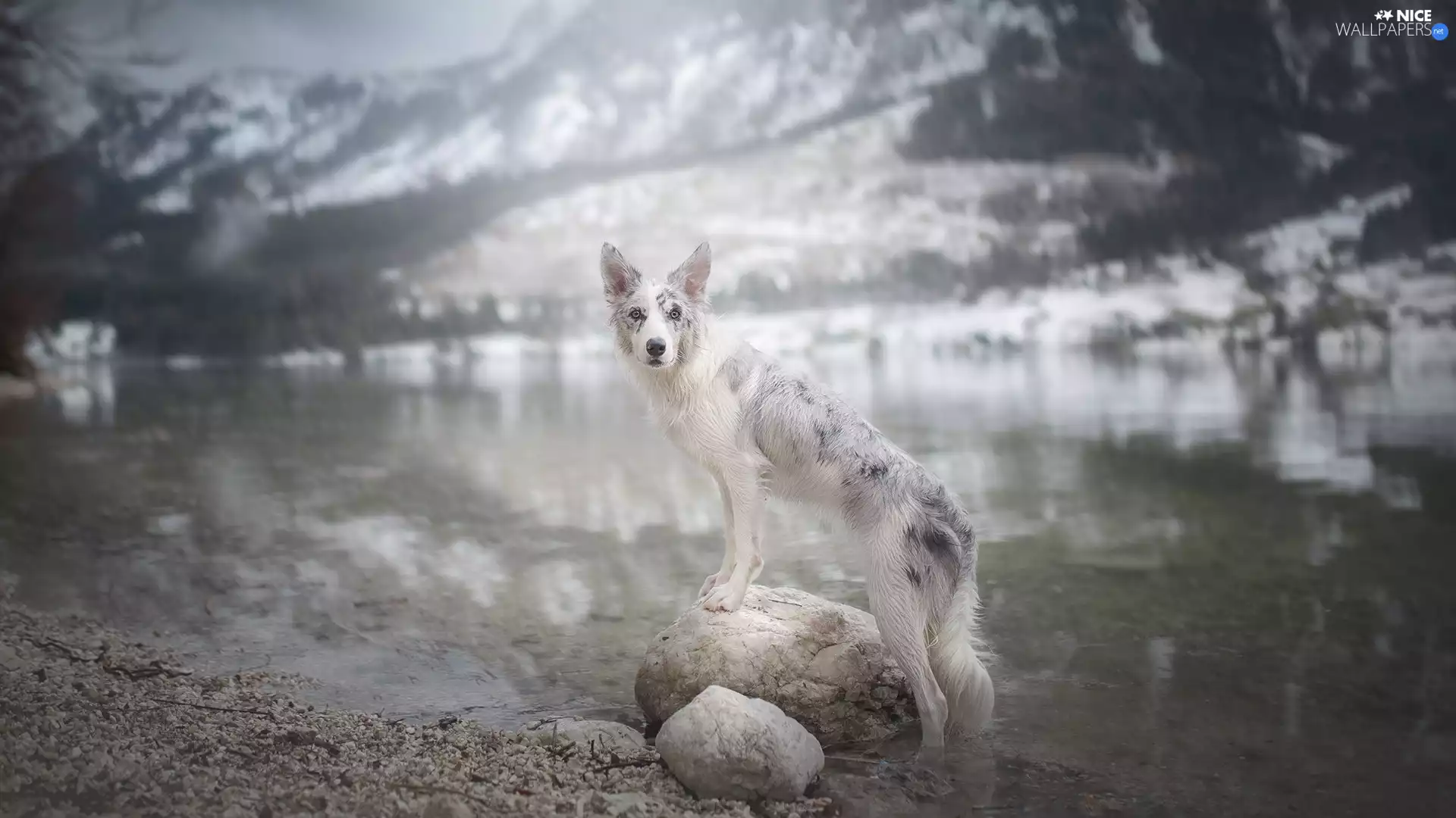 dog, water, Stones, Border Collie