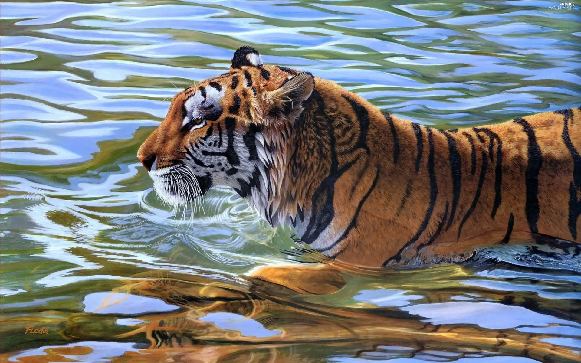 tiger, water