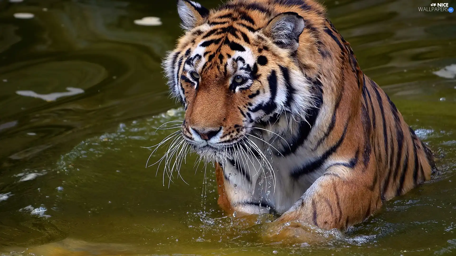 tiger, water