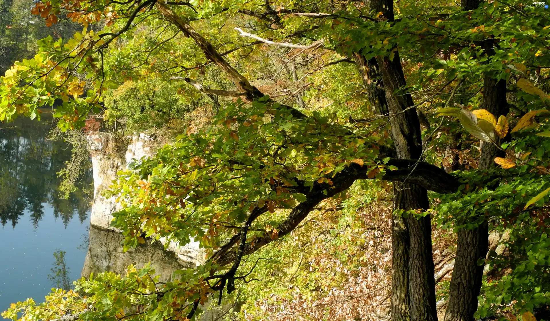 water, autumn, trees