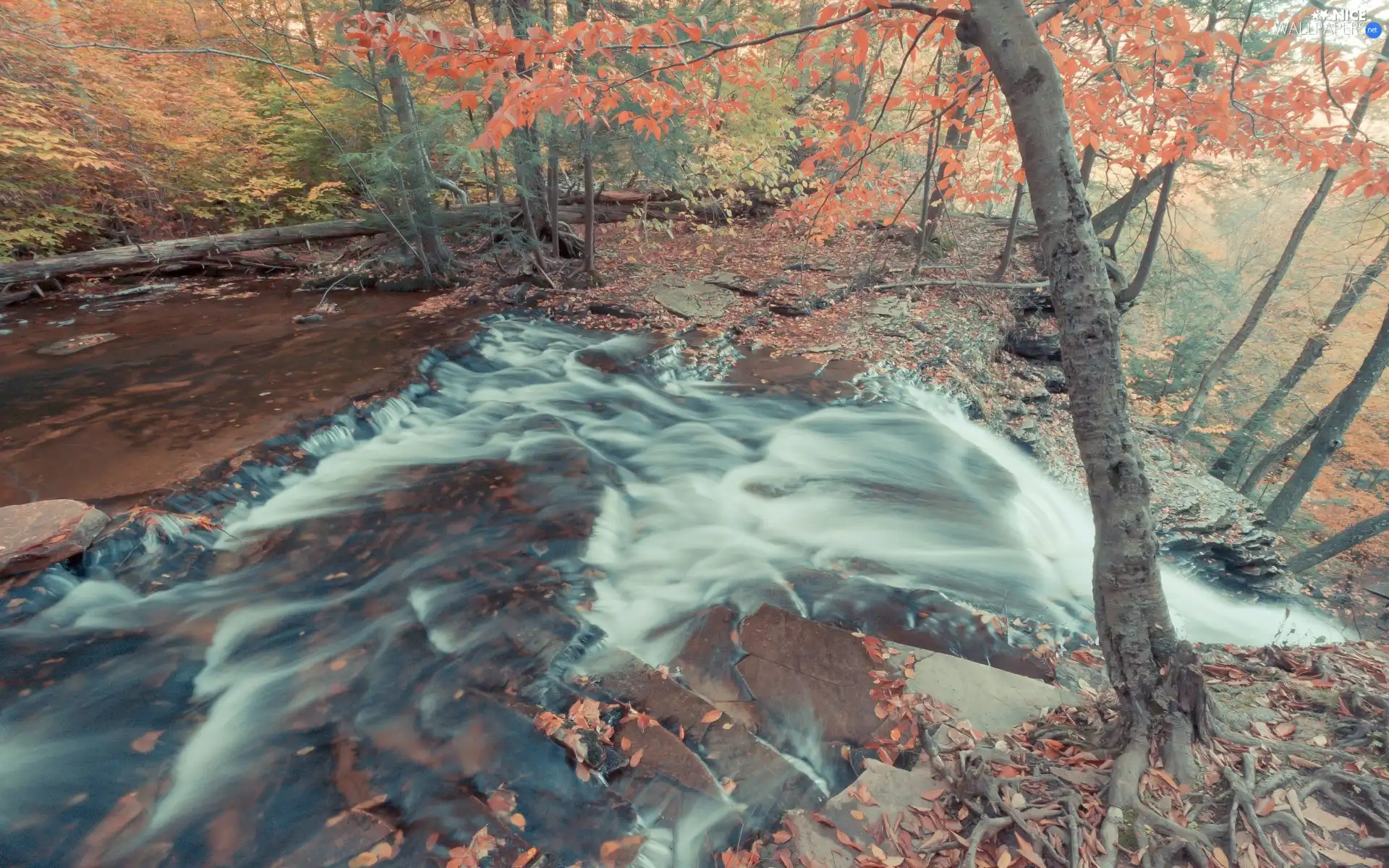 trees, Leaf, water, viewes