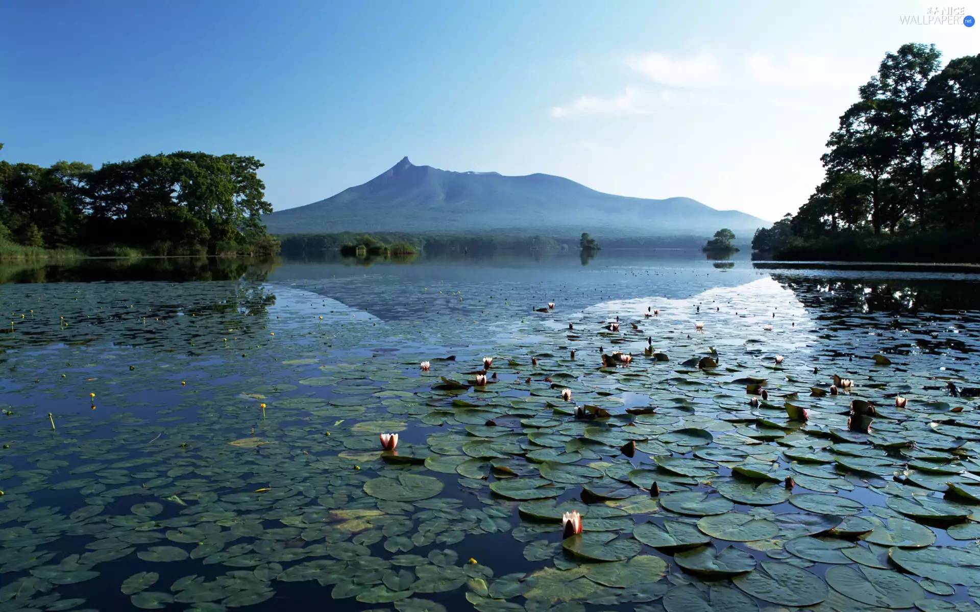 viewes, mountains, lilies, water, water, trees