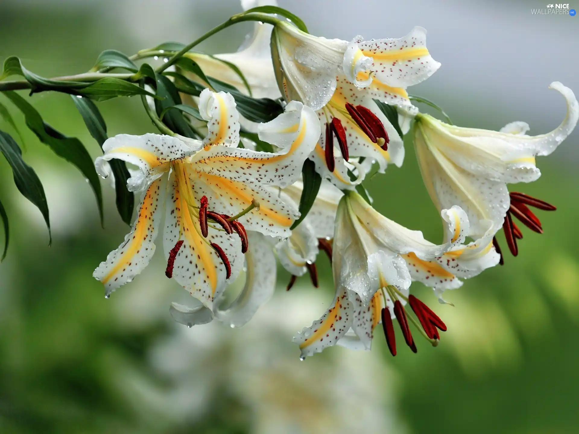 White, drops, water, lilies