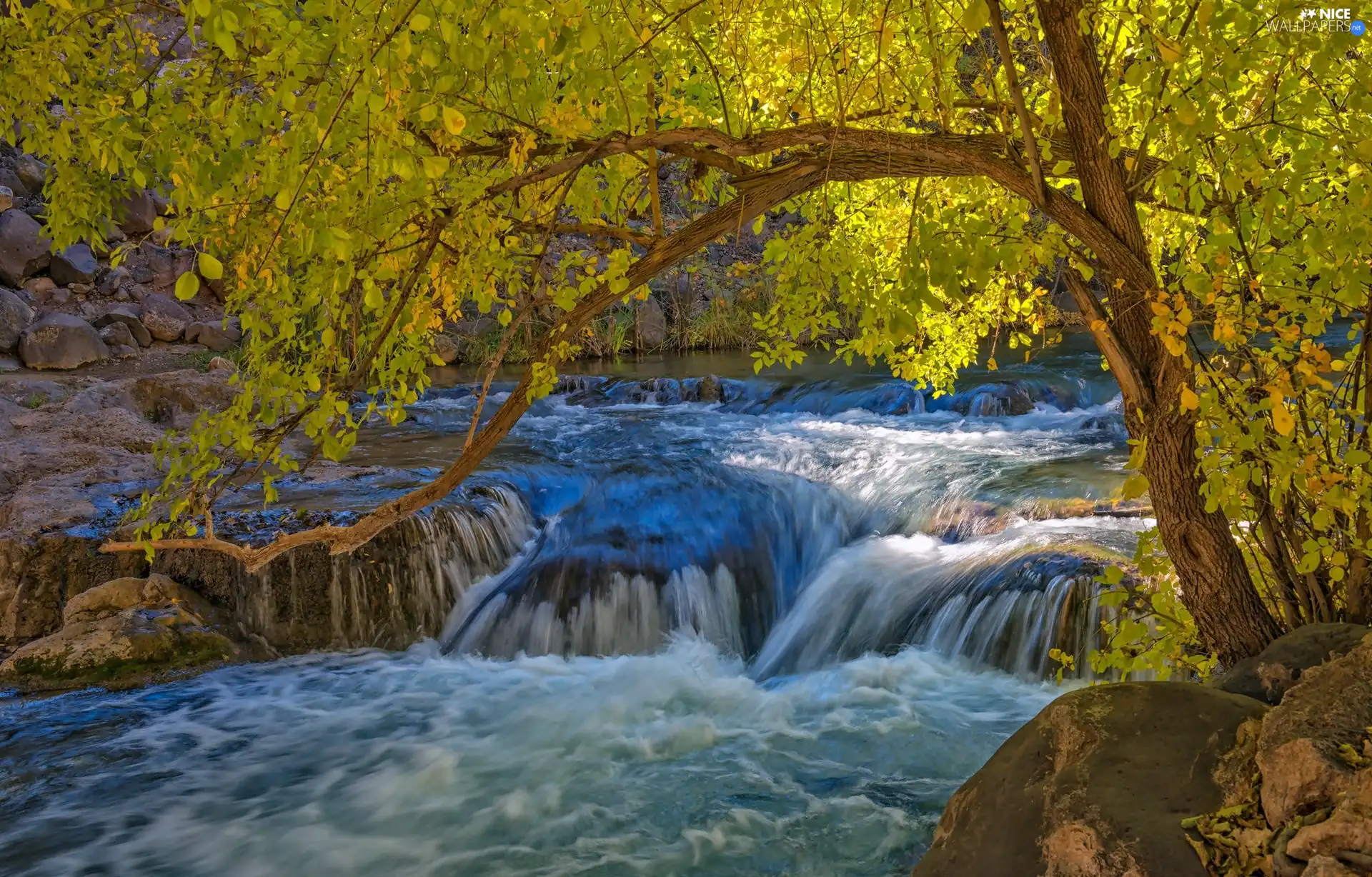 forest, waterfall