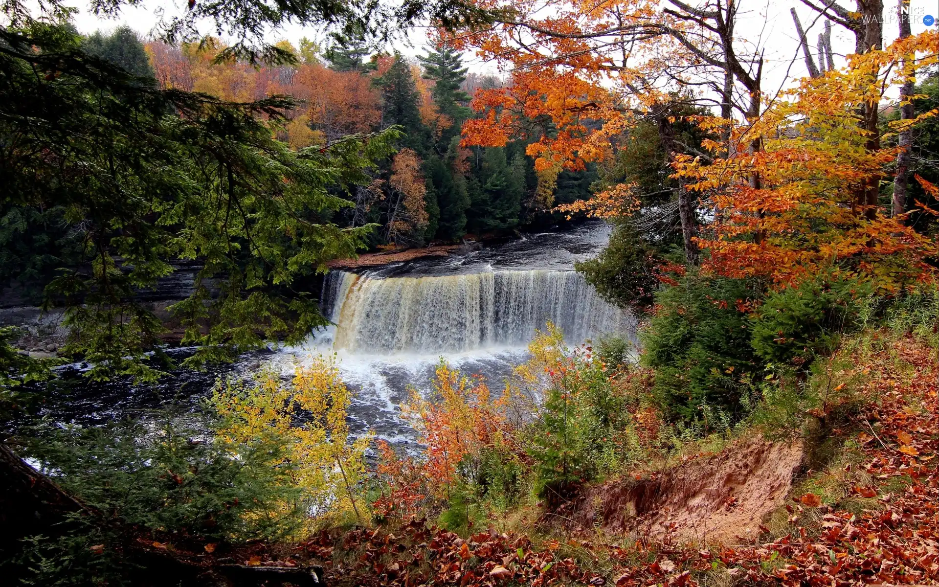 trees, scrub, waterfall, viewes