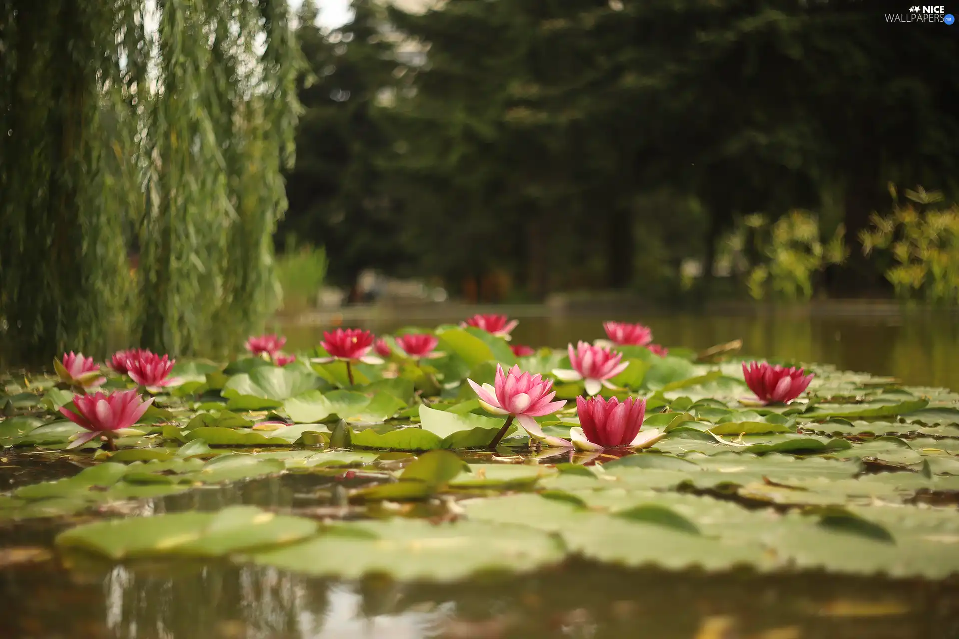 Flowers, Leaf, Nenufary, Waterlily, Water lilies