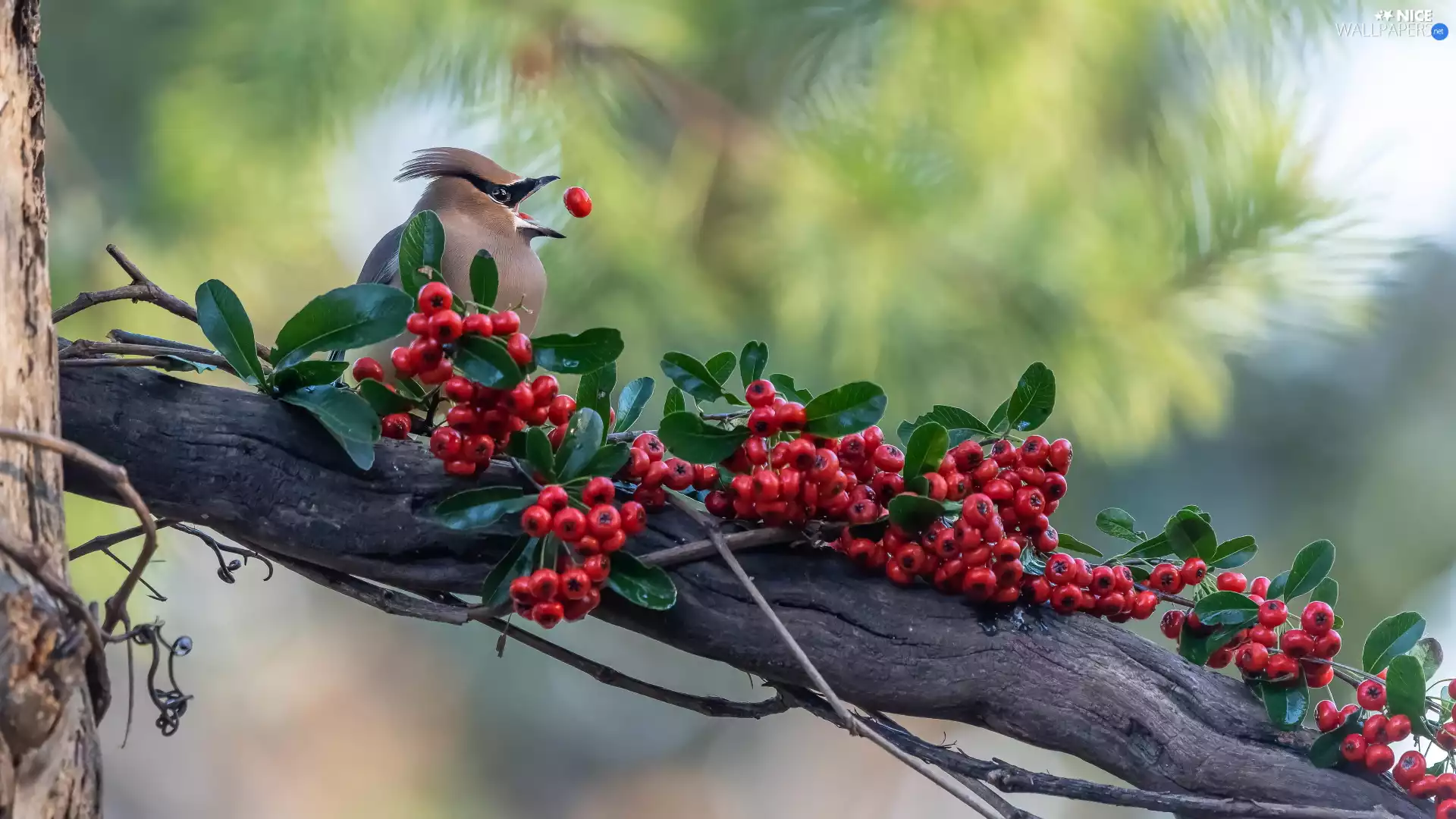 Bird, Red, Fruits, Waxwing