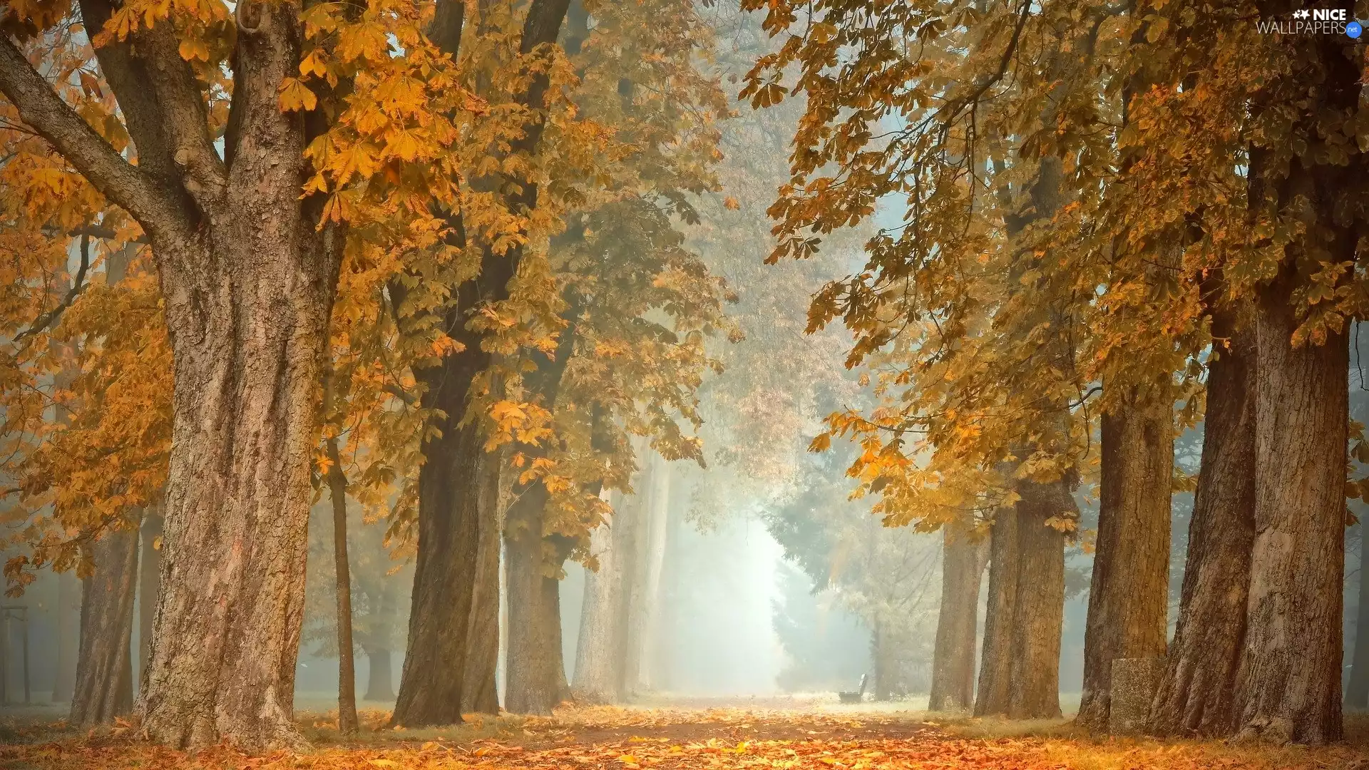 trees, Park, chestnut, Way, autumn, viewes, Fog
