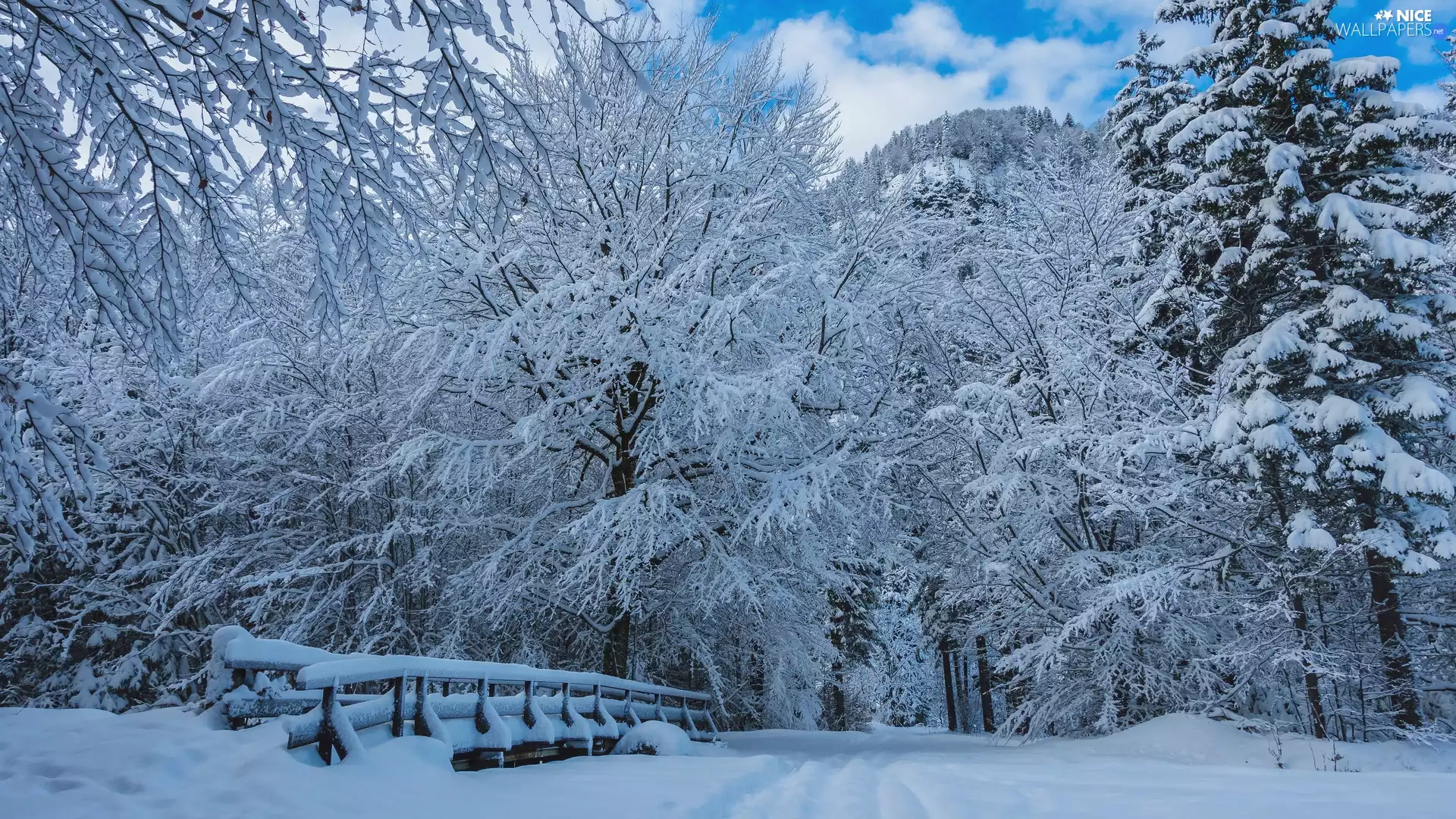 Snowy, trees, Fance, viewes, fence, forest, winter, Way
