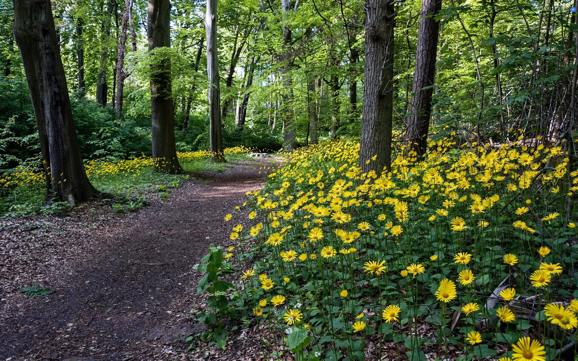 Way, Flowers, trees, viewes, forest