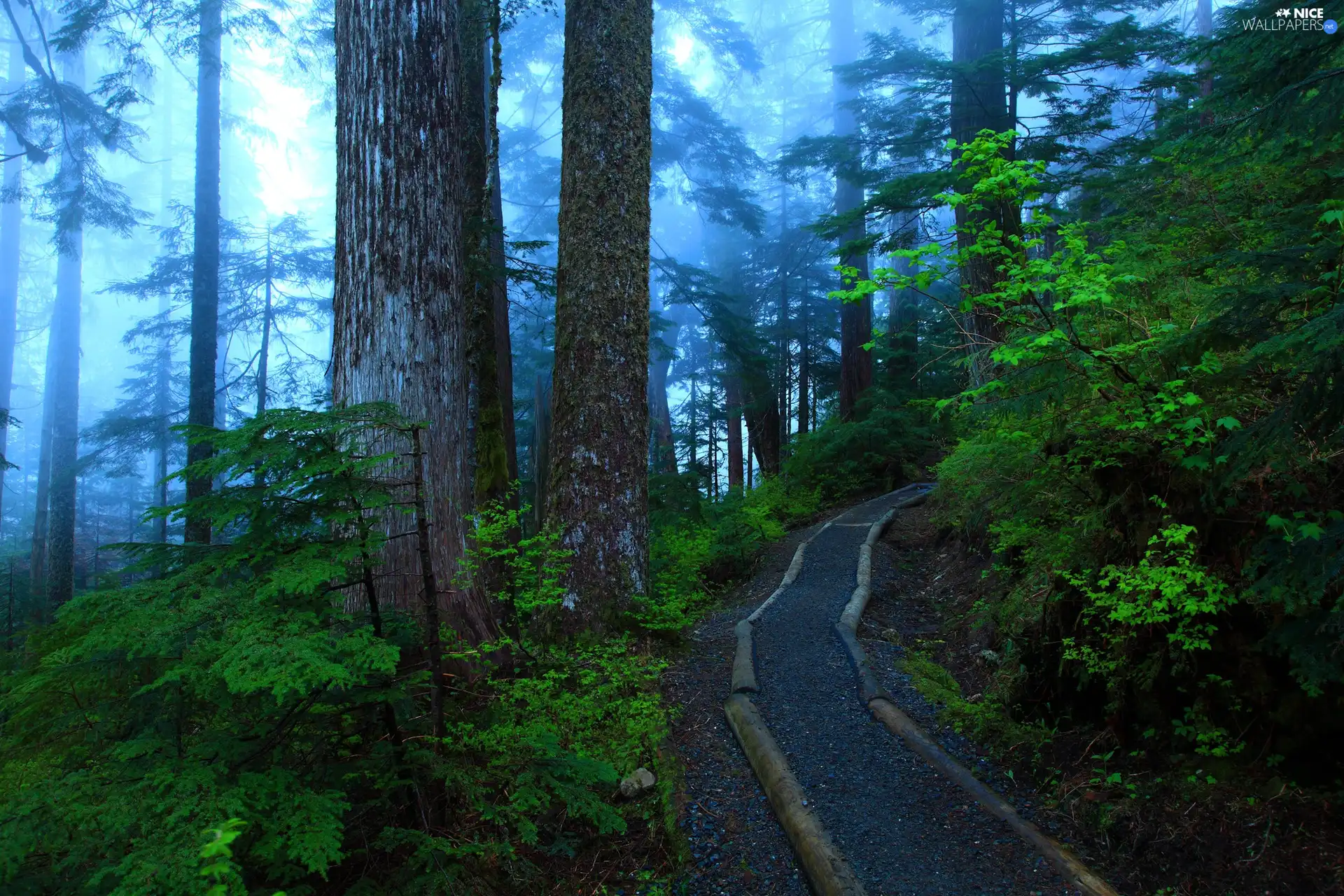 Way, Fog, trees, viewes, forest