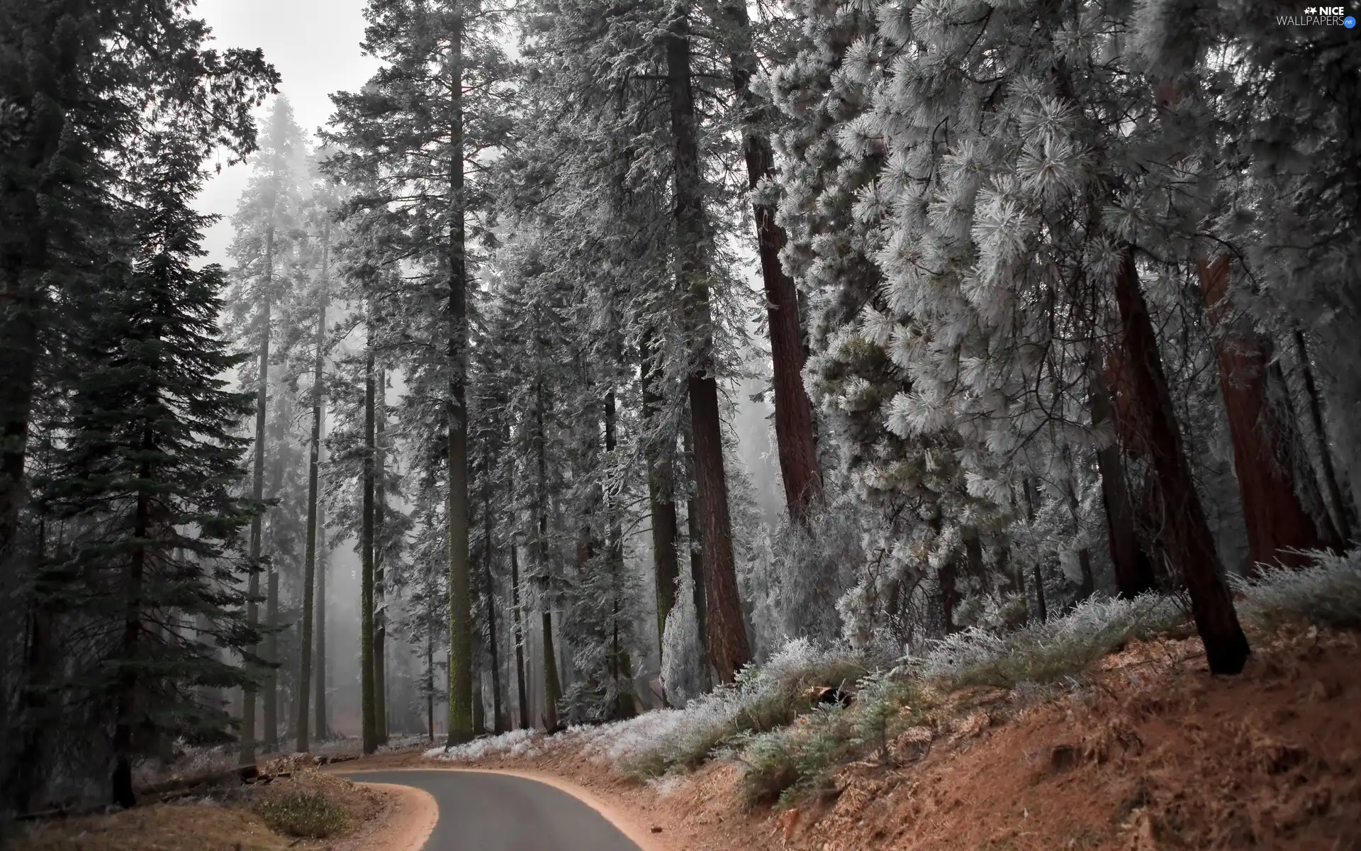 trees, forest, Way, Fog, viewes, high