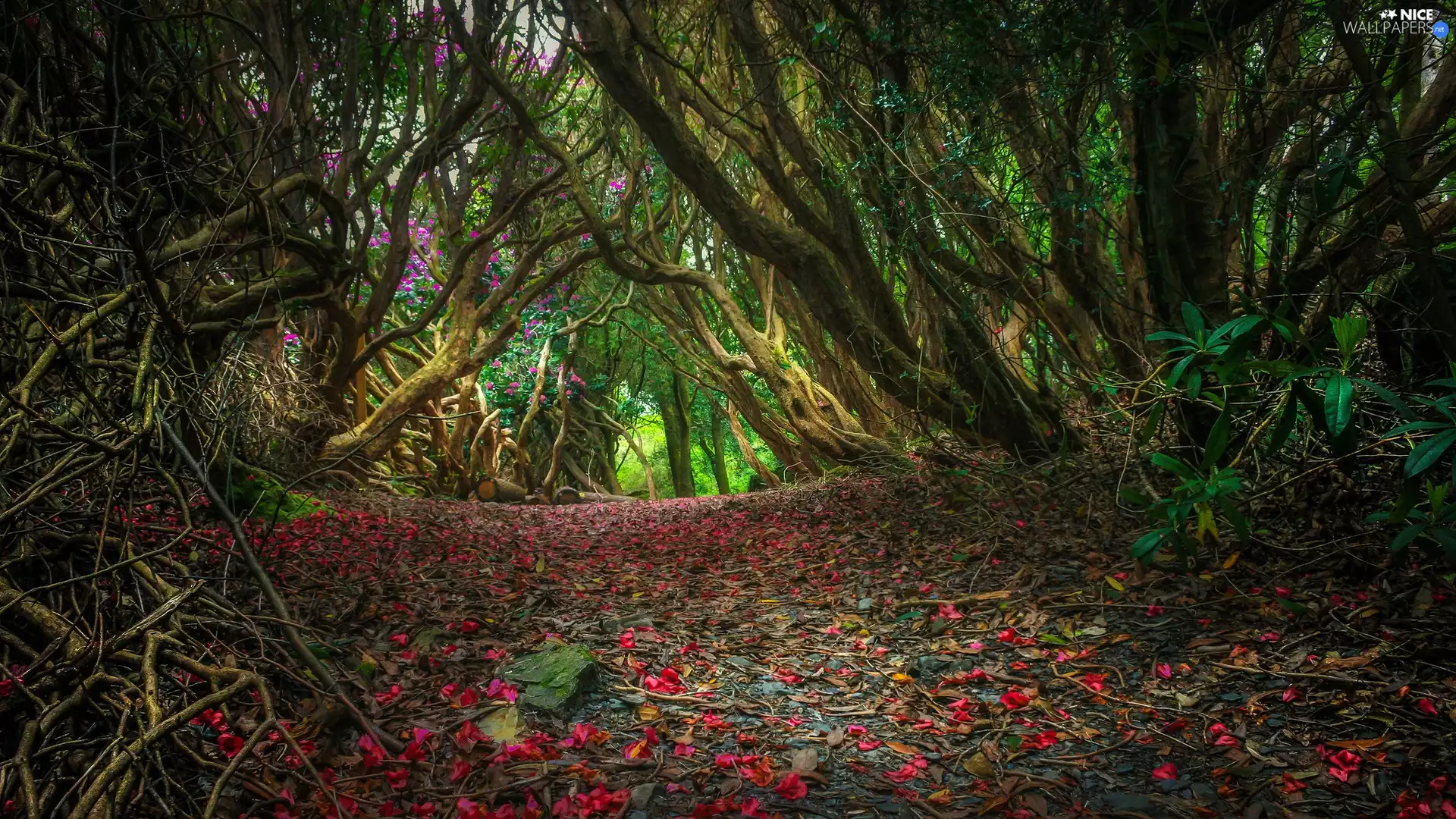 forest, flakes, flowers, Way