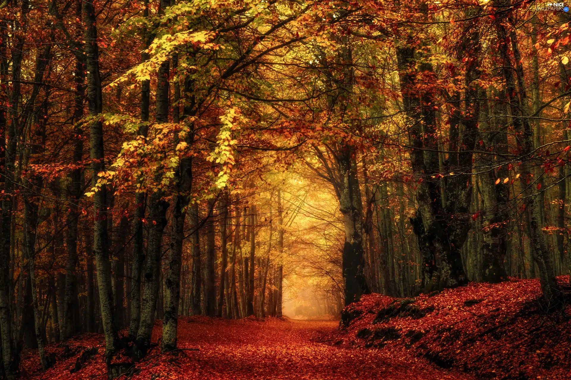 leaved, autumn, viewes, Way, trees, forest