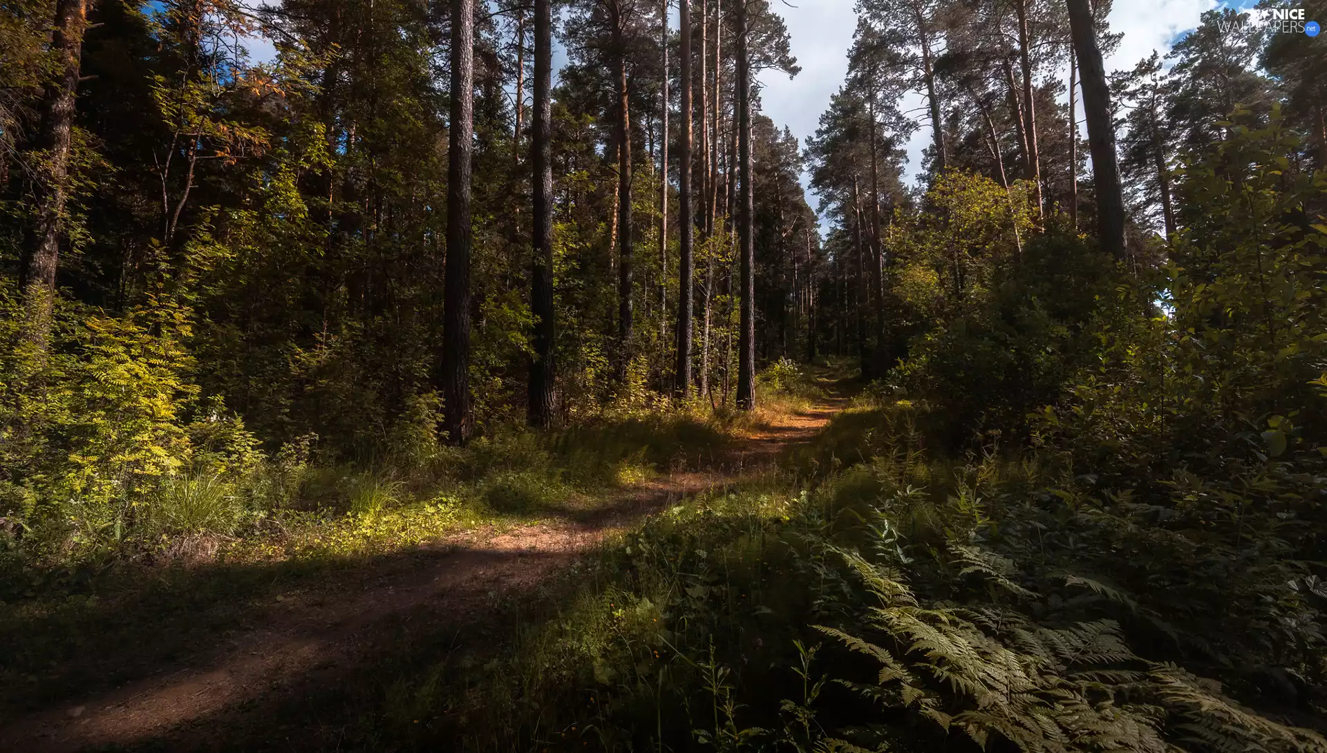 viewes, Way, high, trees, forest