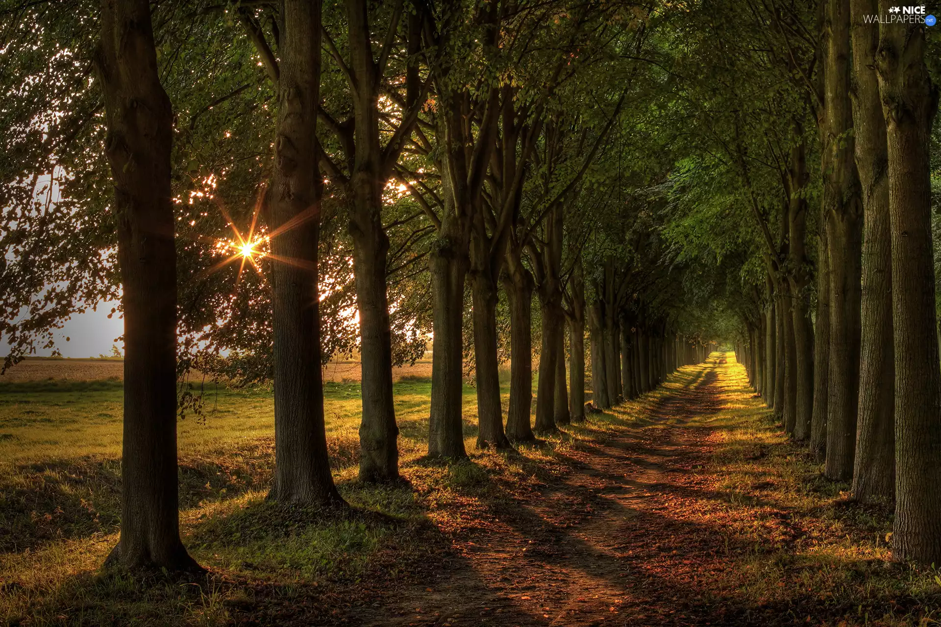 Field, rays of the Sun, trees, viewes, Way