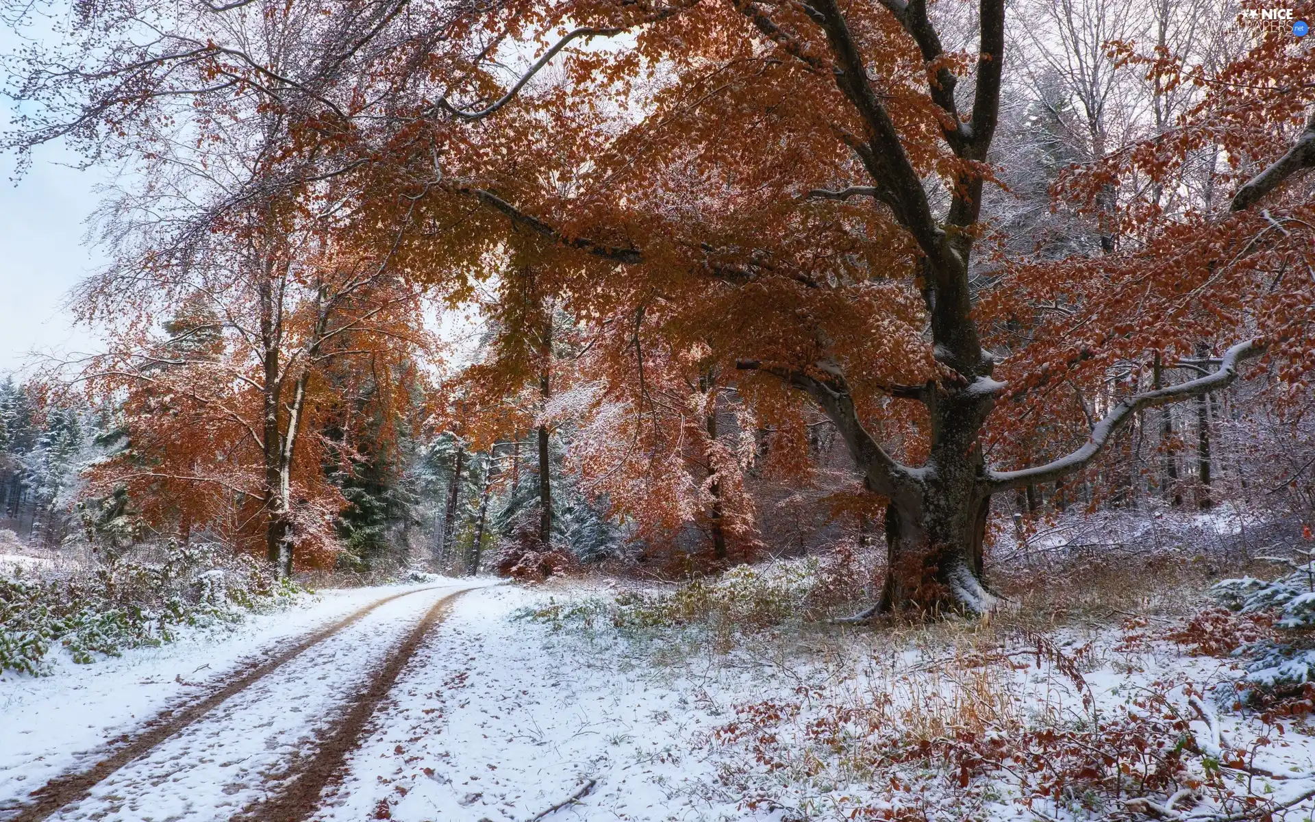 forest, autumn, viewes, Way, trees, snow