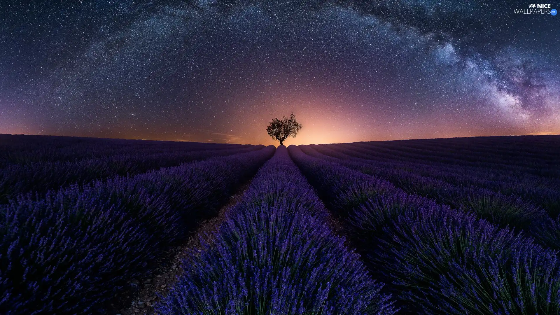trees, Field, Star way, Night, star, lavender