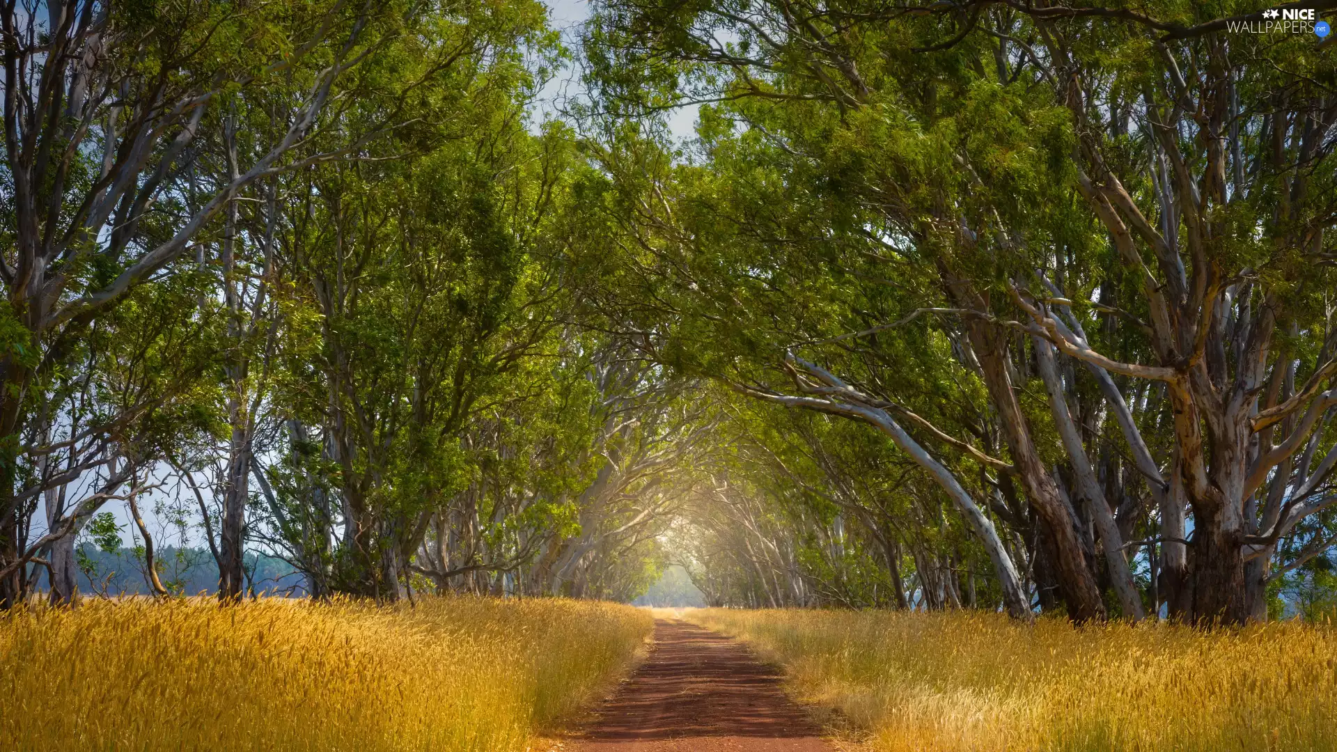 summer, trees, viewes, Way