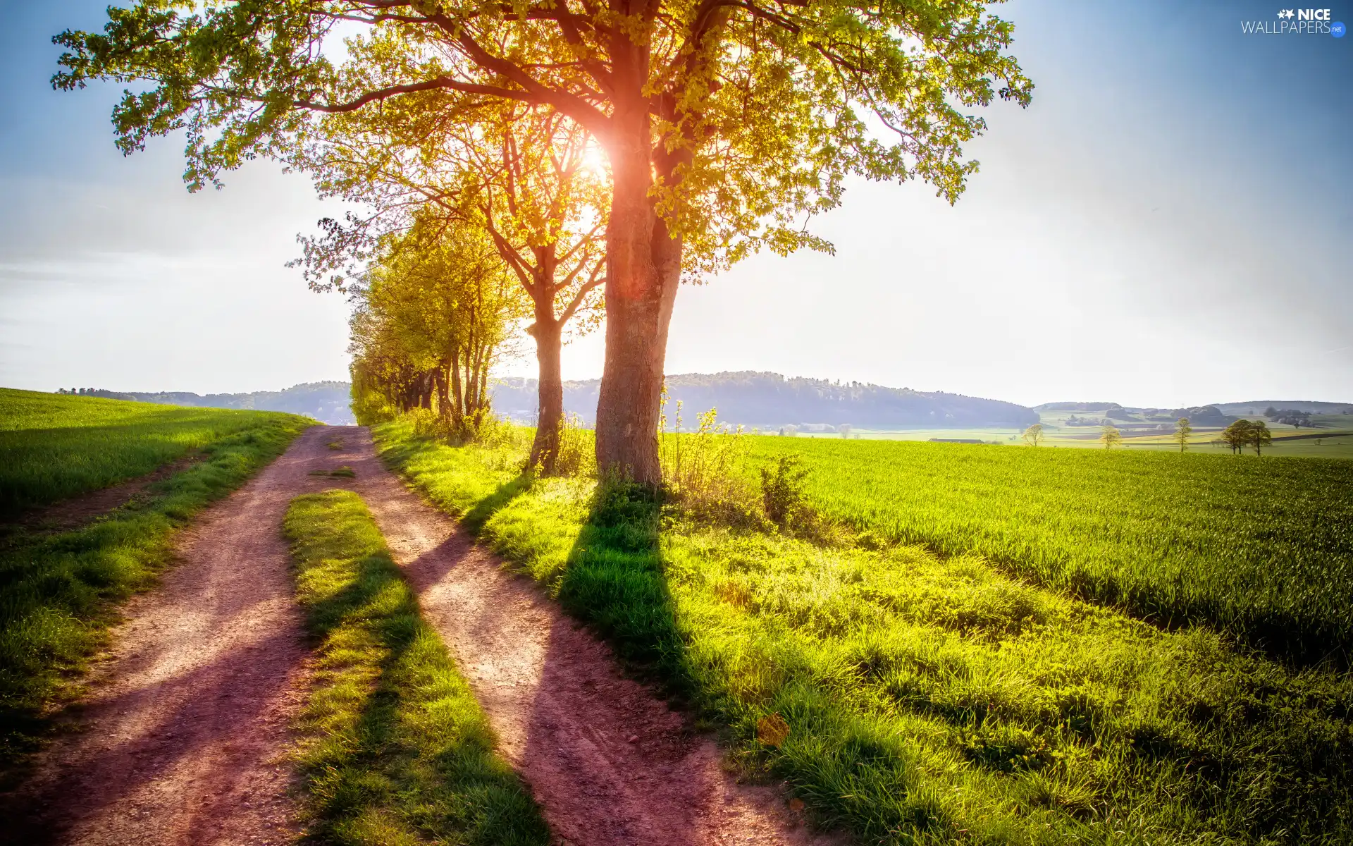 trees, Spring, sunny, Way, field, viewes, day