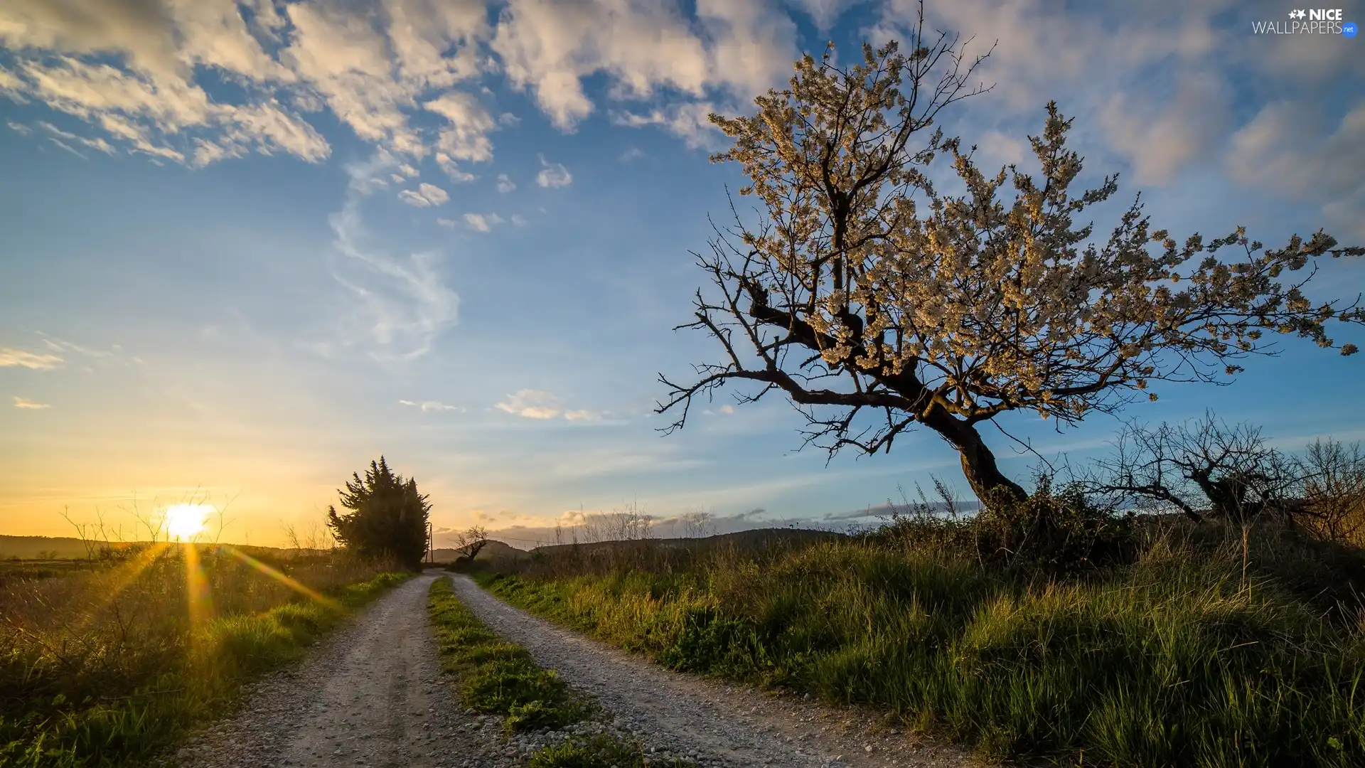 rays of the Sun, clouds, trees, viewes, Way