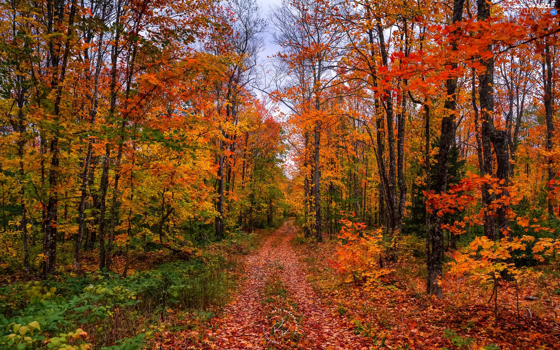 color, Way, trees, viewes, autumn