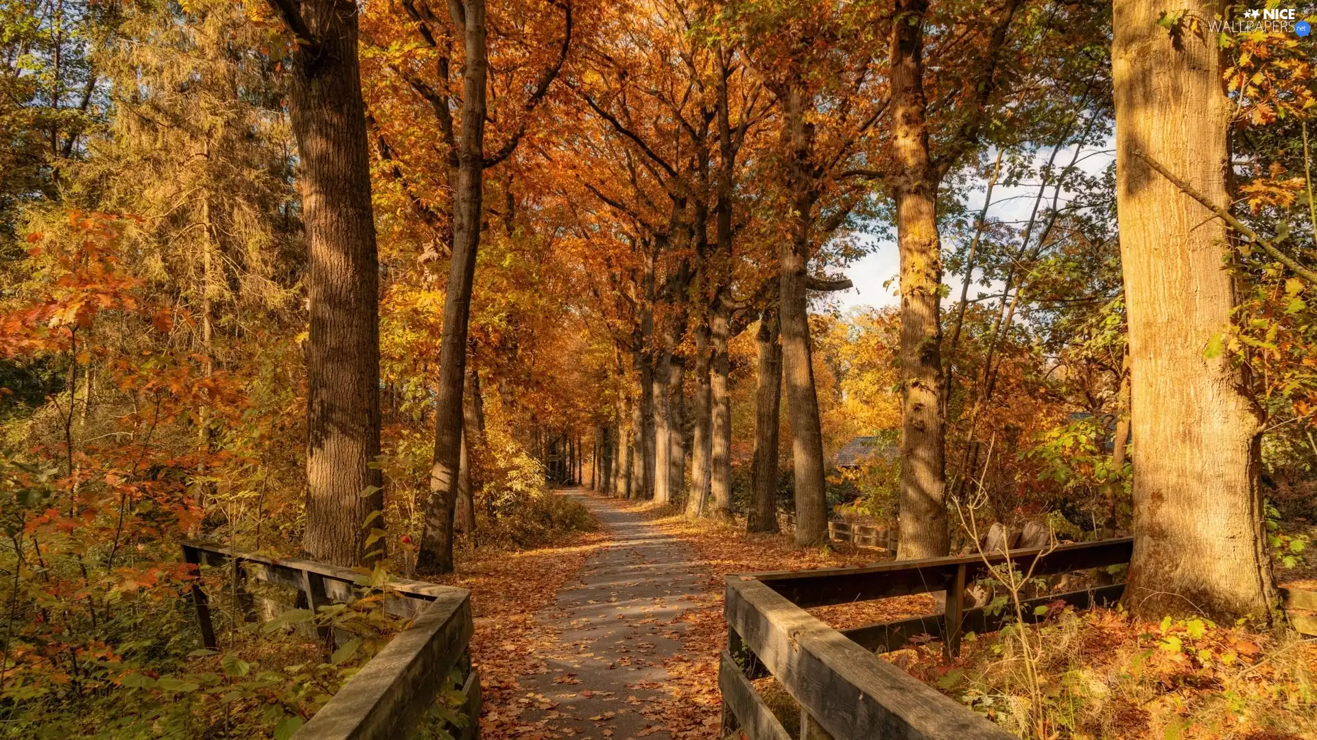 fence, Way, trees, viewes, autumn