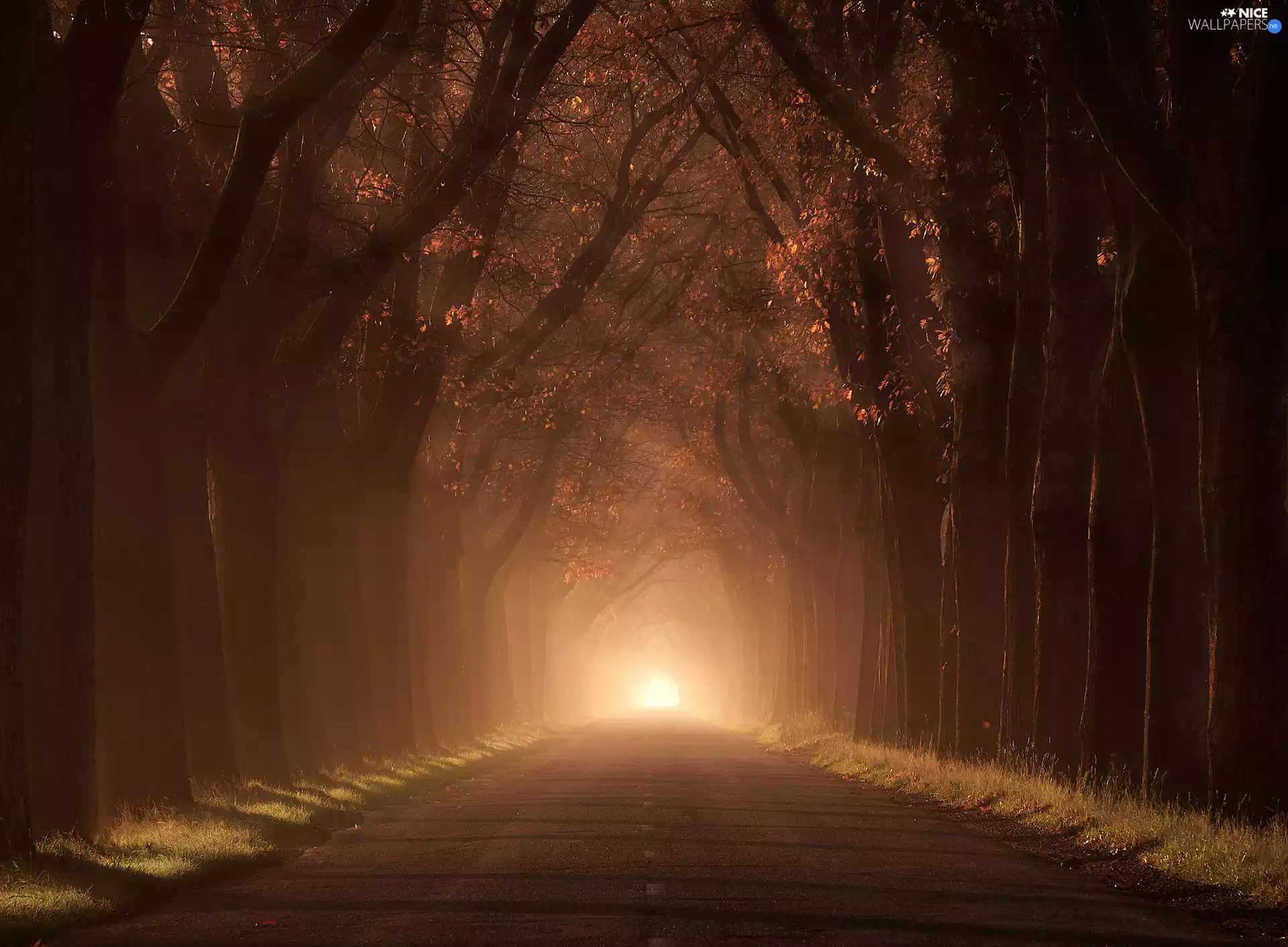 Fog, autumn, trees, Way, forest, illuminated, viewes