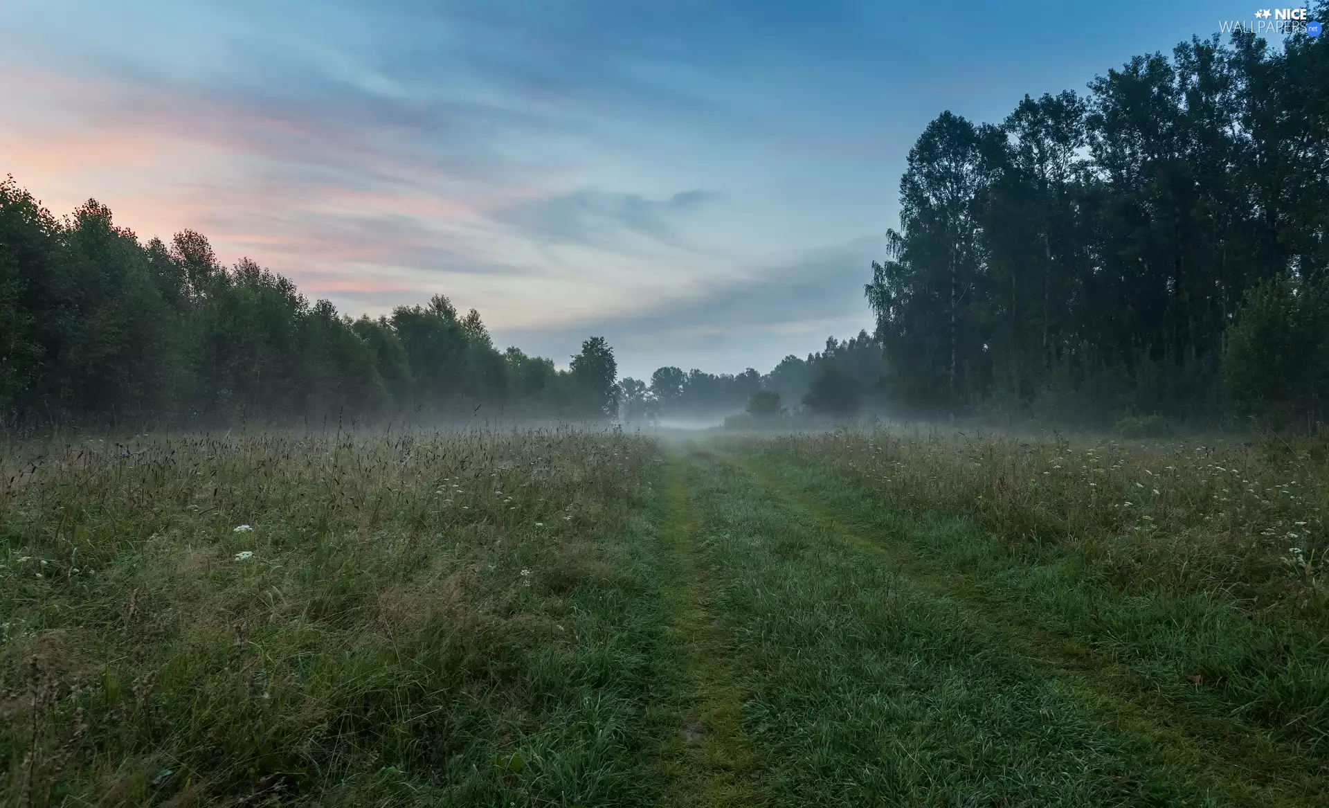 viewes, forest, Fog, Way, Meadow, trees