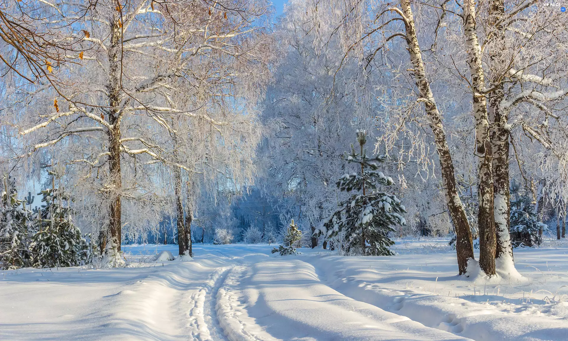 snow, Way, trees, viewes, winter