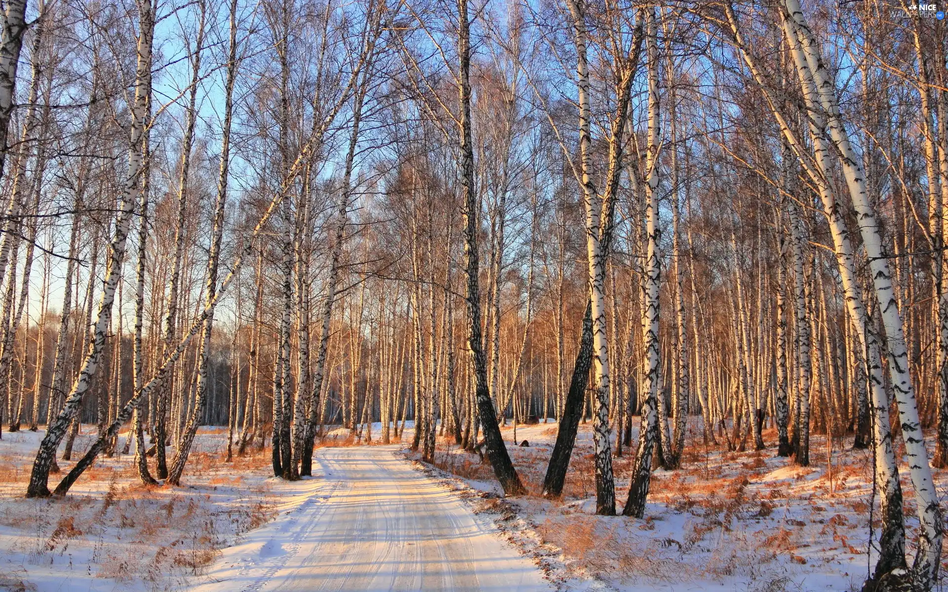 winter, forest, Way, birch