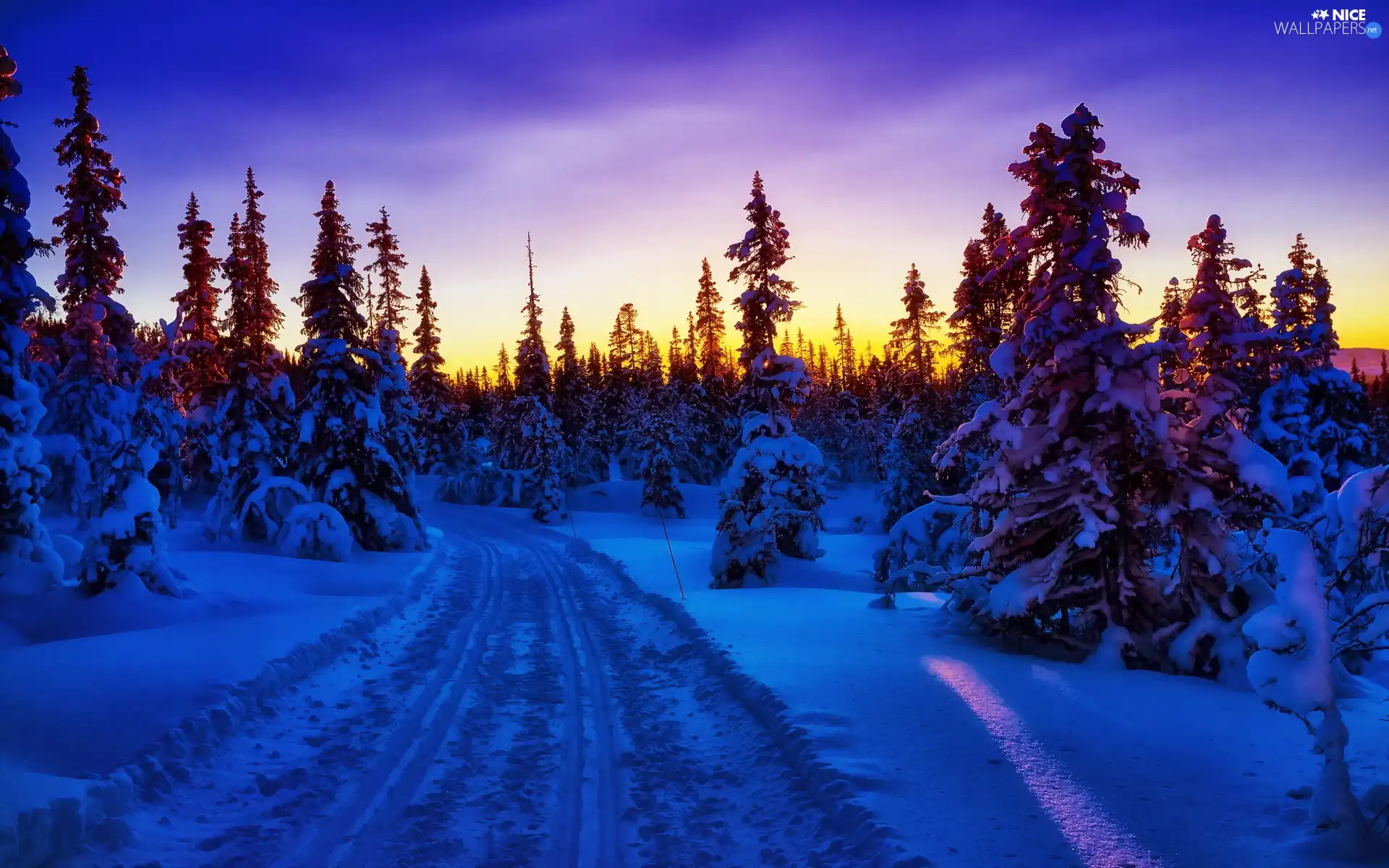 Way, winter, sun, forest, west