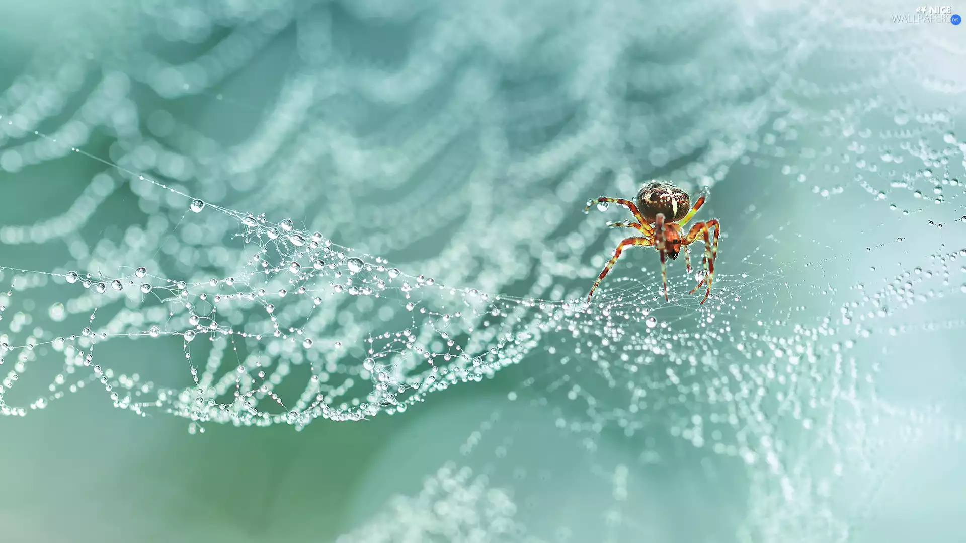 Spider, Web, Close, Garden Spider