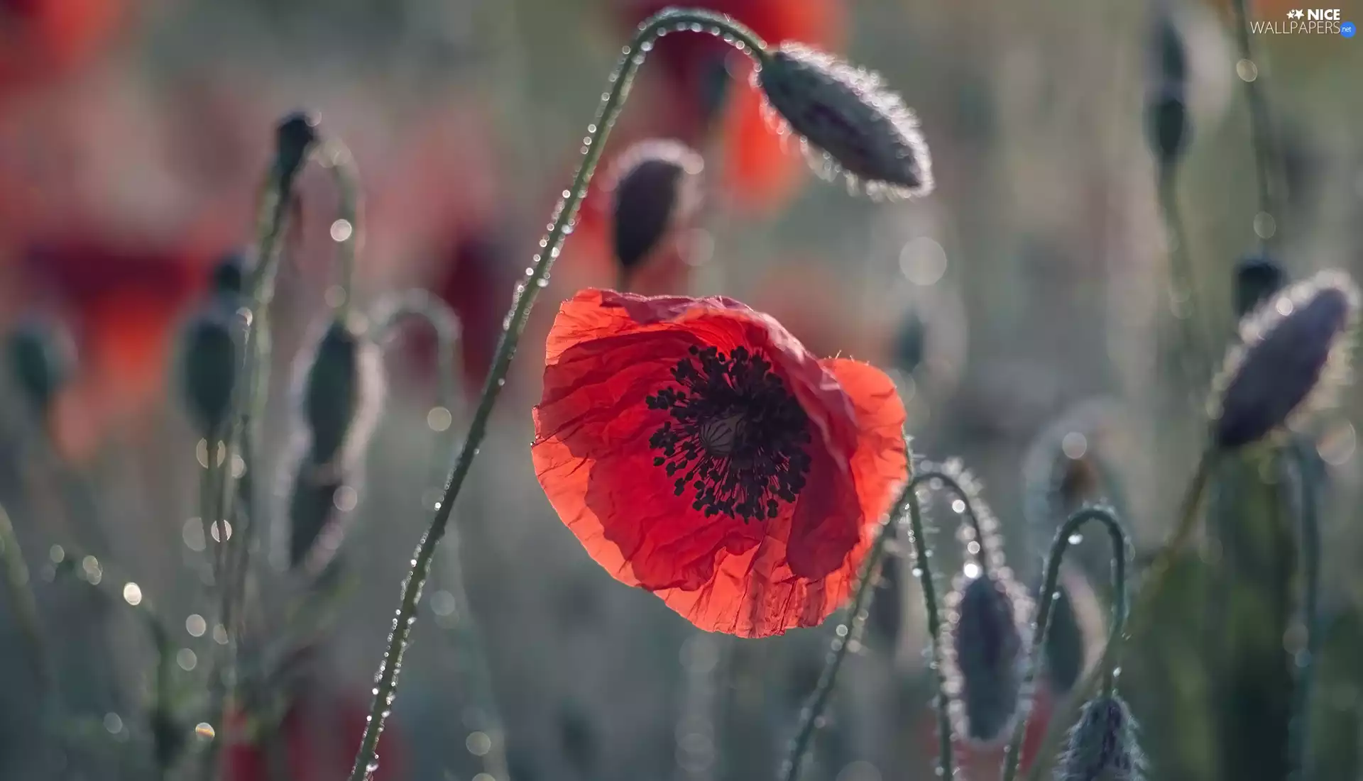 Buds, rapprochement, red weed