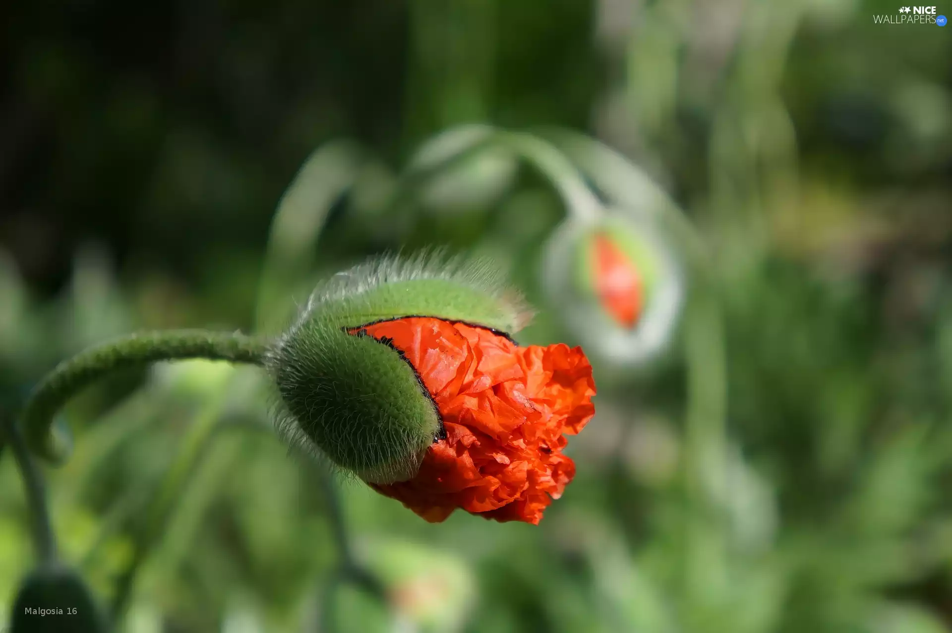 red weed, Colourfull Flowers, bud