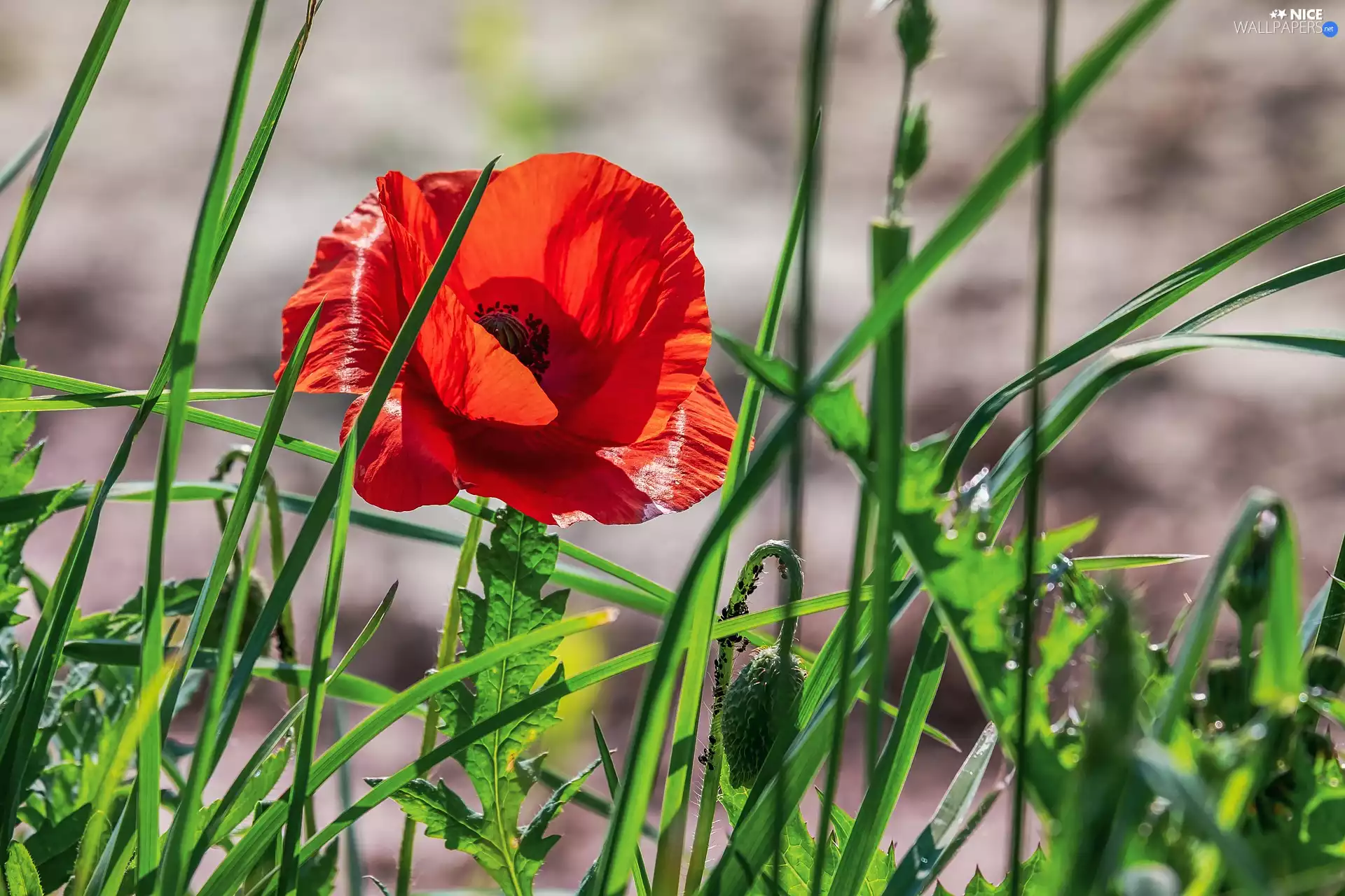 grass, developed, red weed