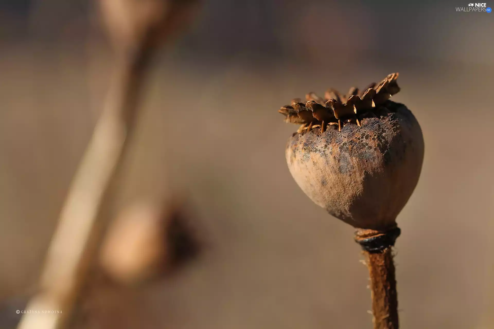 red weed, poppy-head, fading