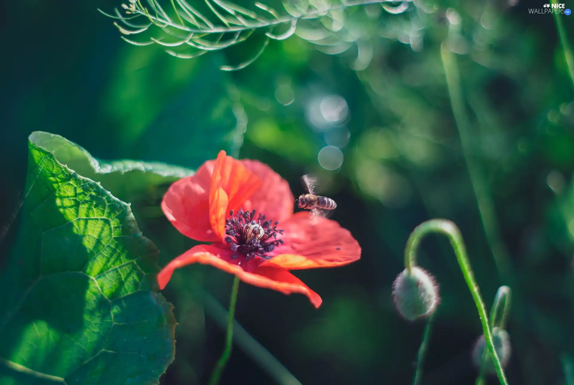 Insect, bee, red weed, Leaf, Colourfull Flowers