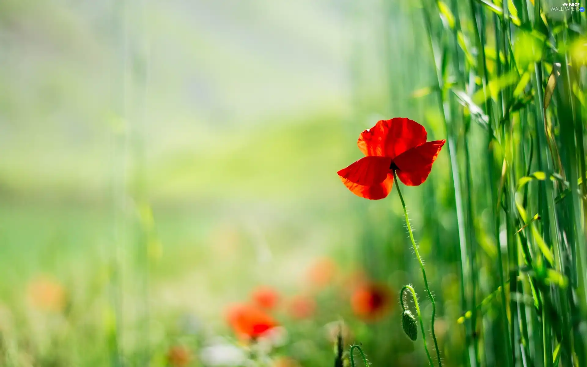 Red, red weed