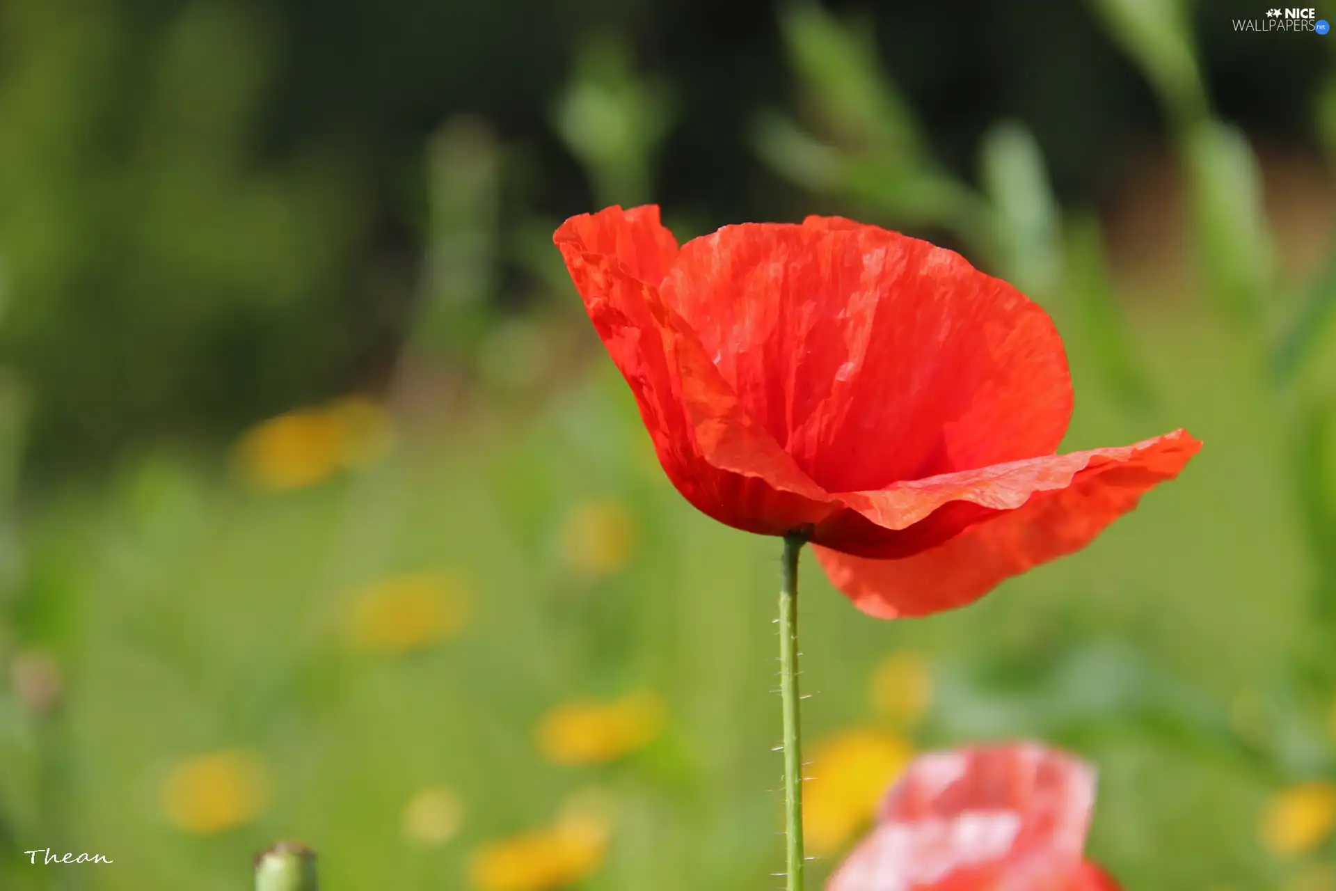 Red, red weed